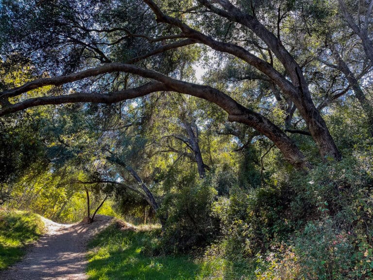 Scenic nature trail through lush trees and greenery at The Wildlands Conservancy.