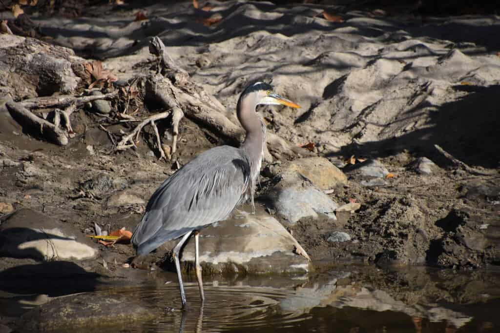 Great Blue Heron standing in shallow water at the riverbank.