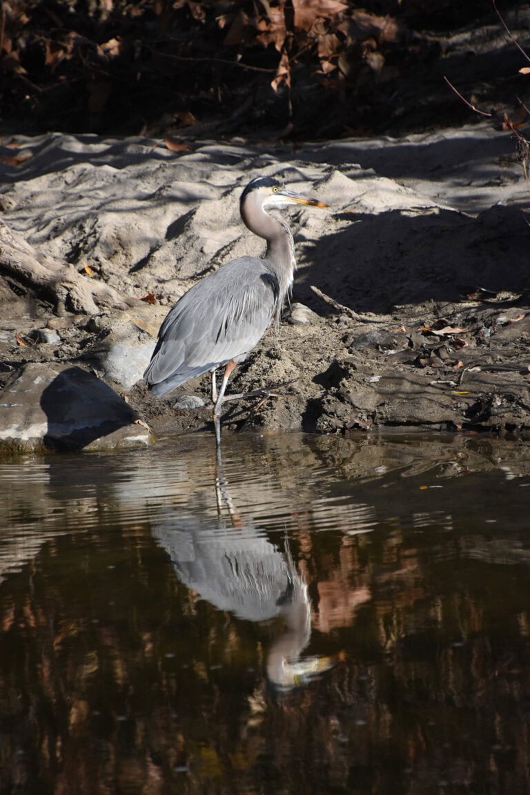 Heron at the water's edge in a natural wetland habitat.