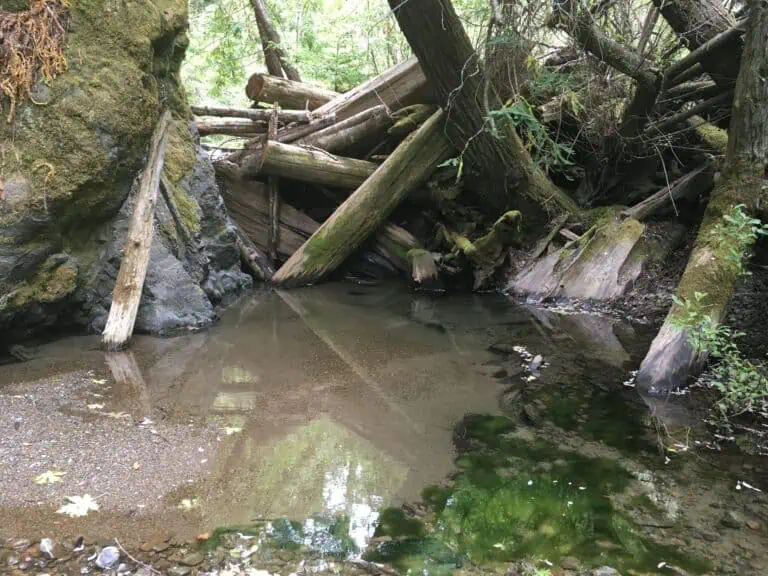 Restoring Fish Habitat at Jenner Headlands