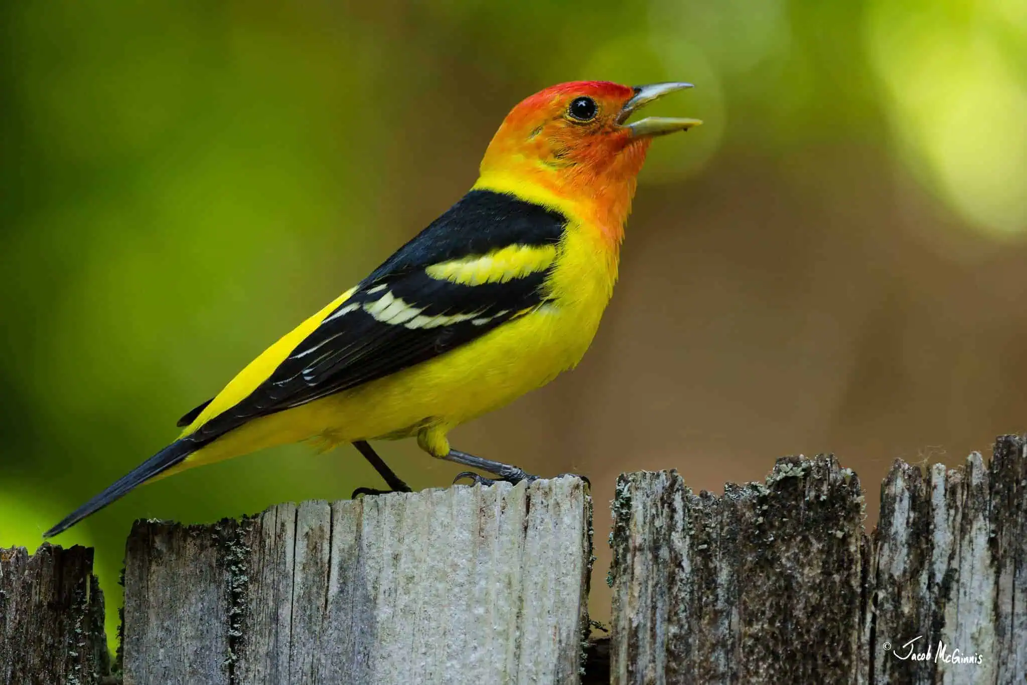 Brightly colored bird with yellow, black, and orange feathers on a wooden fence.