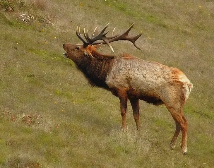 Tule elk with large antlers in grassy landscape at Wind Wolves Preserve.