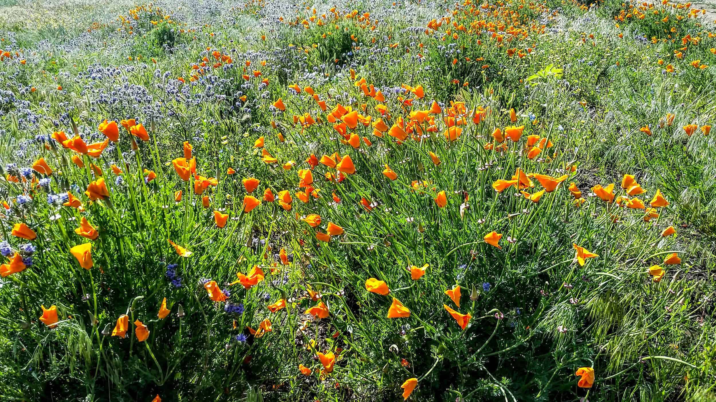 Colorful wildflowers in a lush meadow during spring.