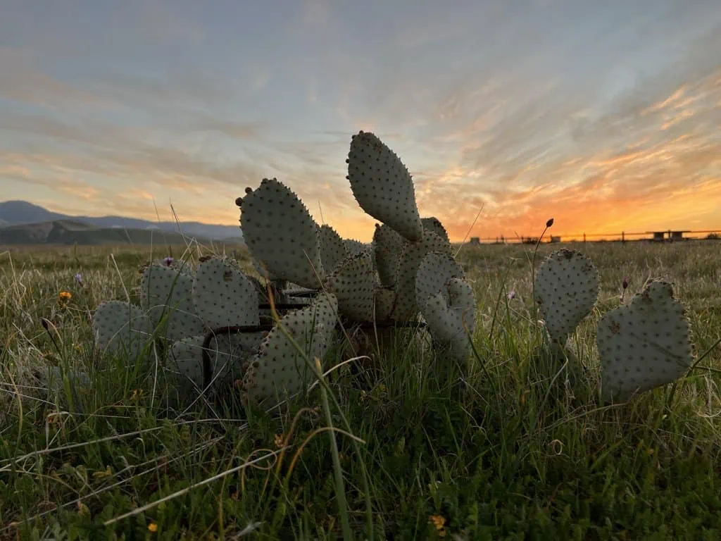 Prickly pear cactus in sunset light at Wind Wolves Preserve.