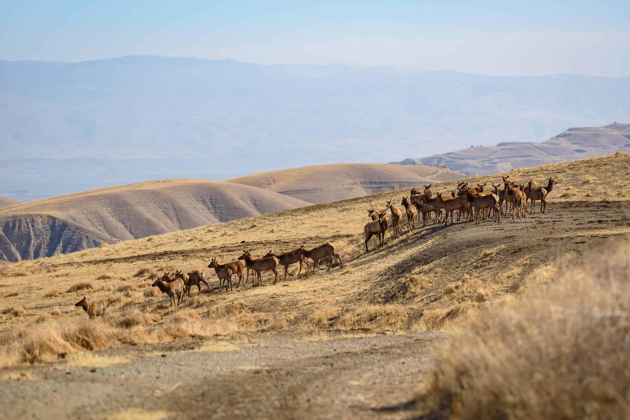 Tule Elk Thrive at Wind Wolves Preserve
