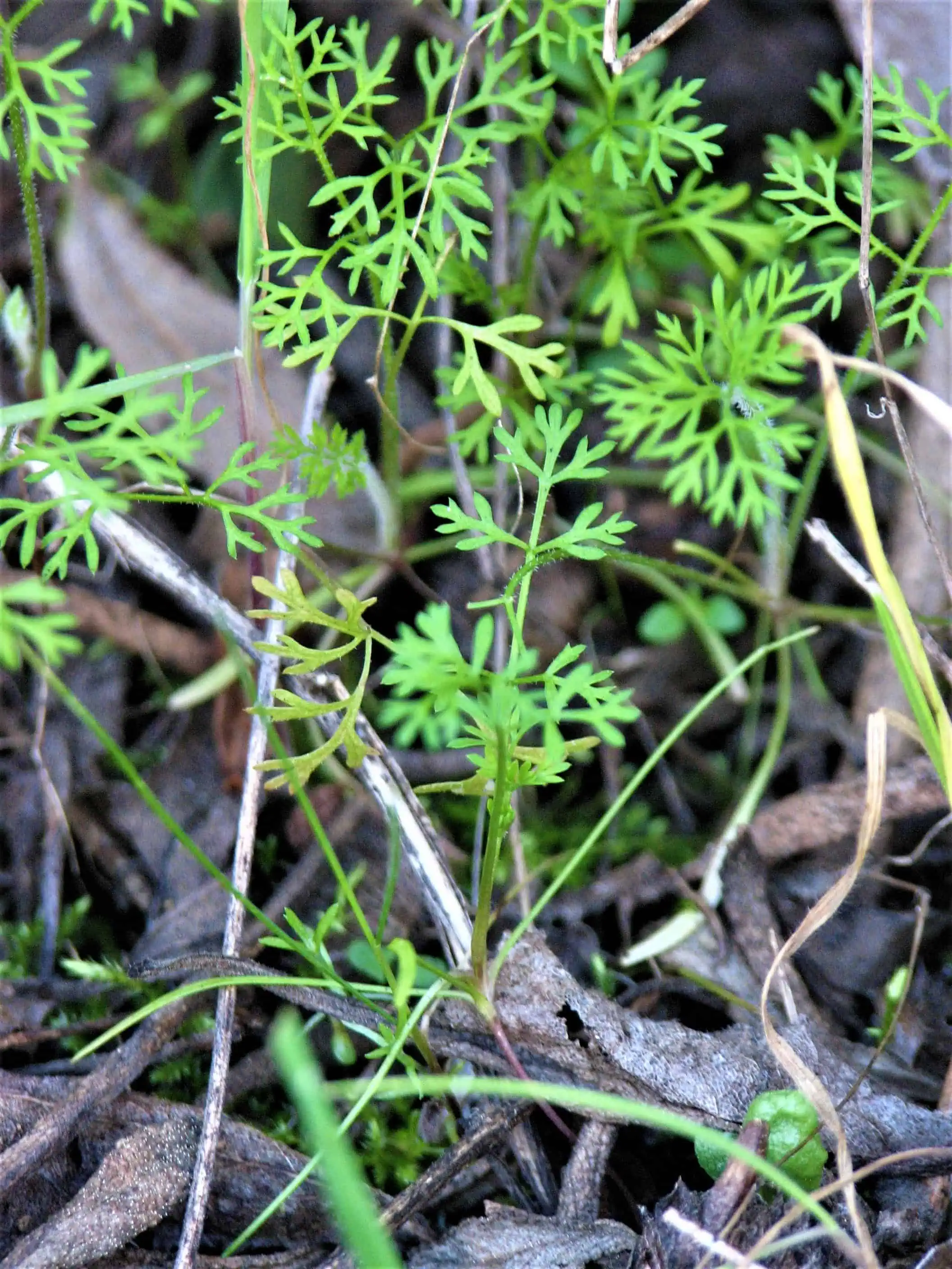 Close-up of green fern-like plant in natural habitat.