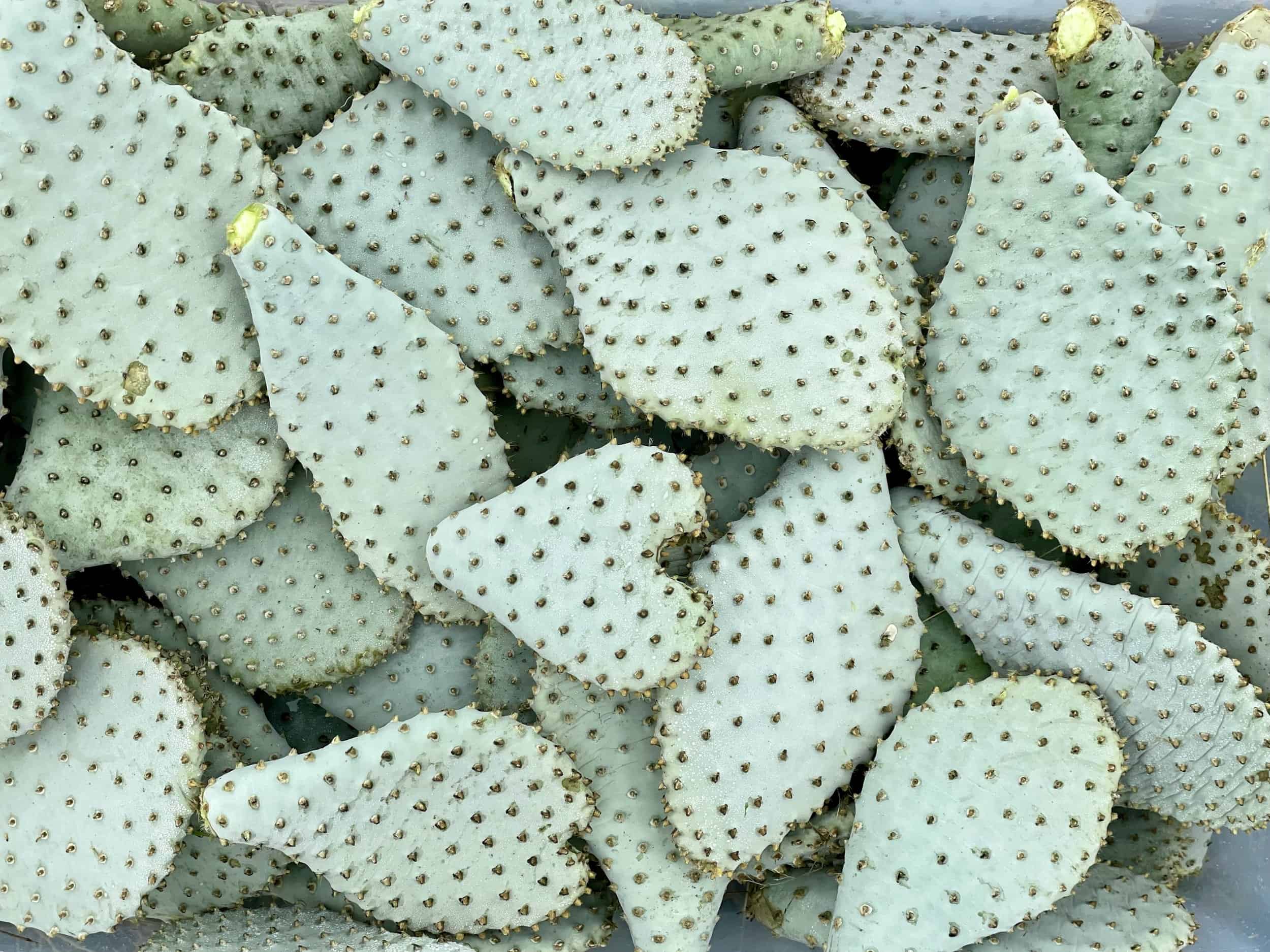 Bakersfield cactus thriving at Wind Wolves Preserve in California.