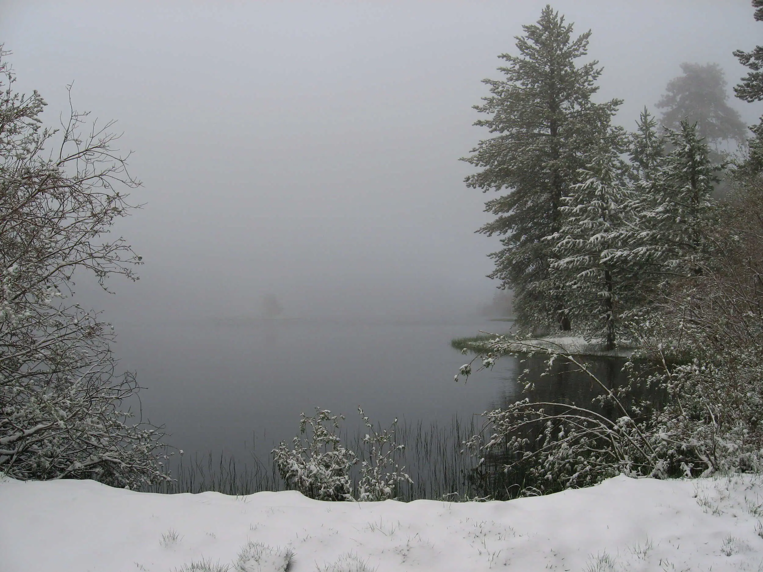 Serene winter scene of Lago Tranquilo with snow-covered trees and foggy atmosphere.