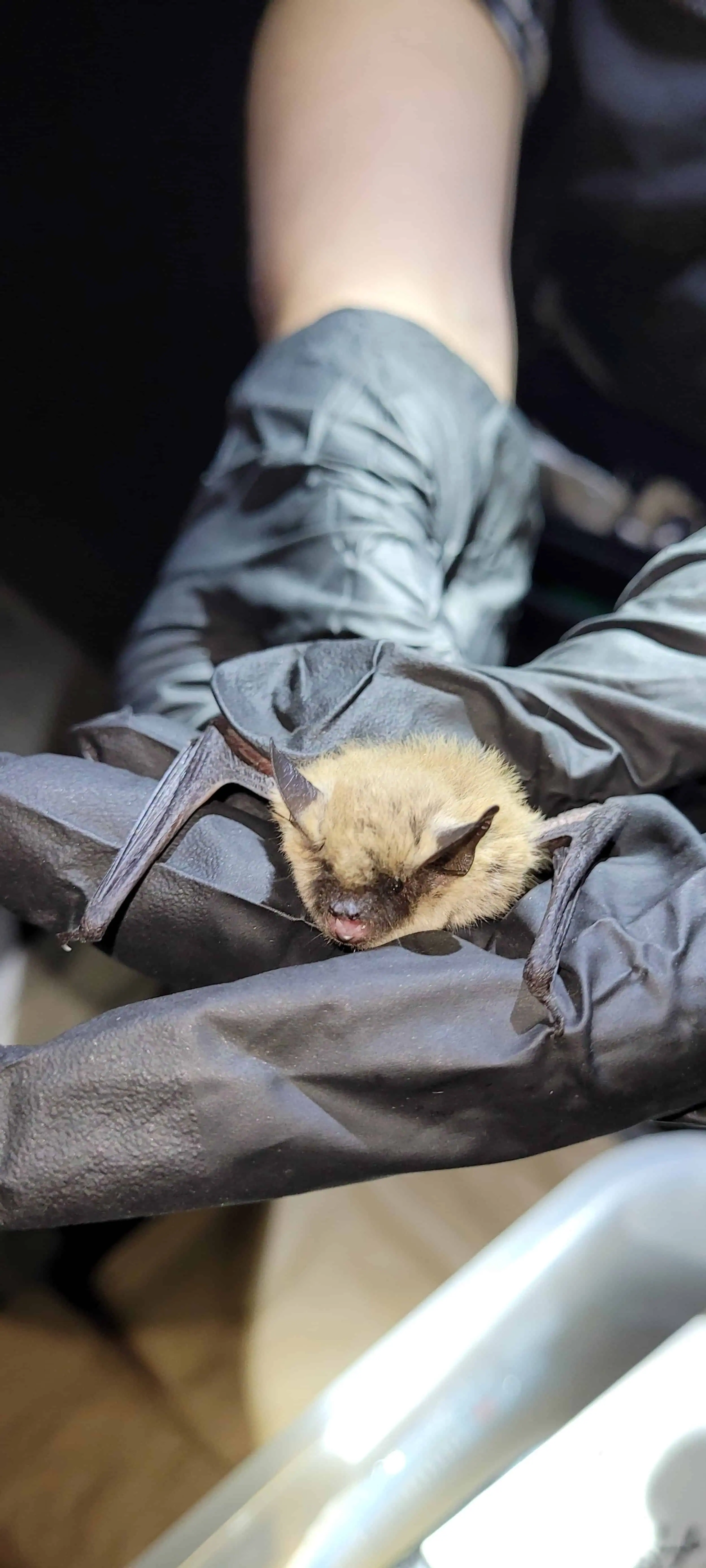 Researcher handling a bat during a study at Wind Wolves Preserve.