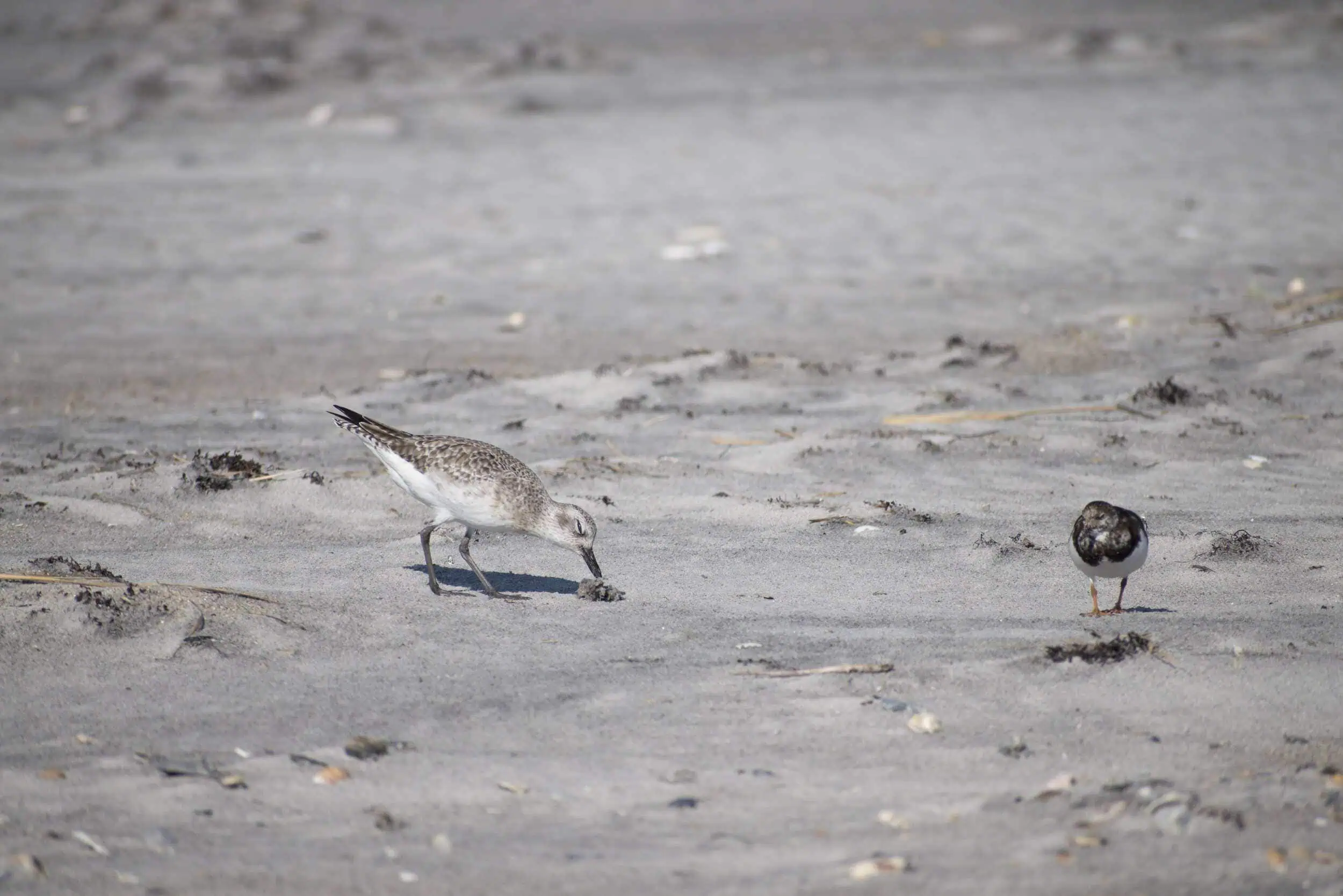 Sandpiper and ruddy turnstone foraging on sandy beach during migration.