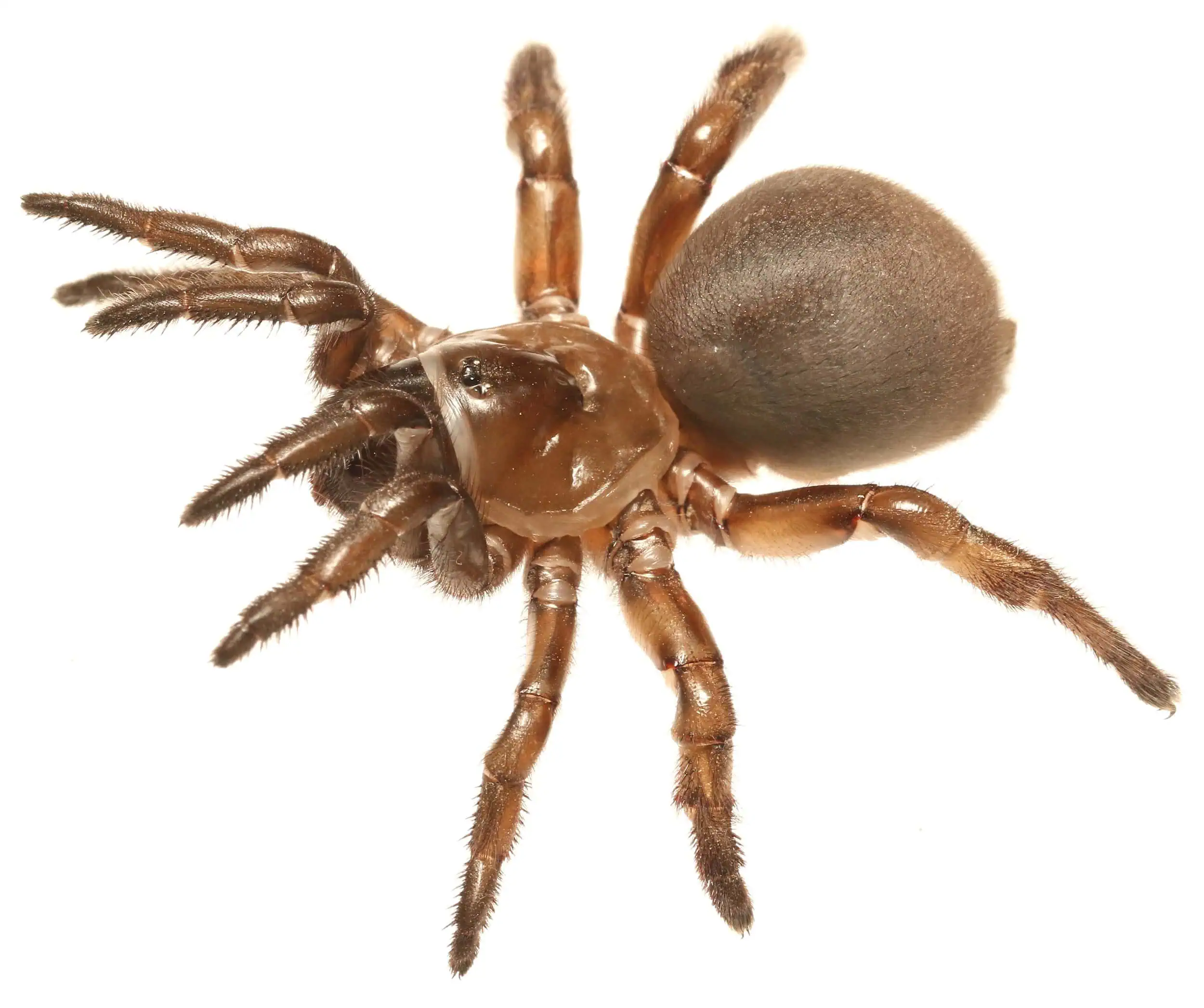 Close-up of a scorpion with a large, rounded abdomen at Wildlands Conservancy.