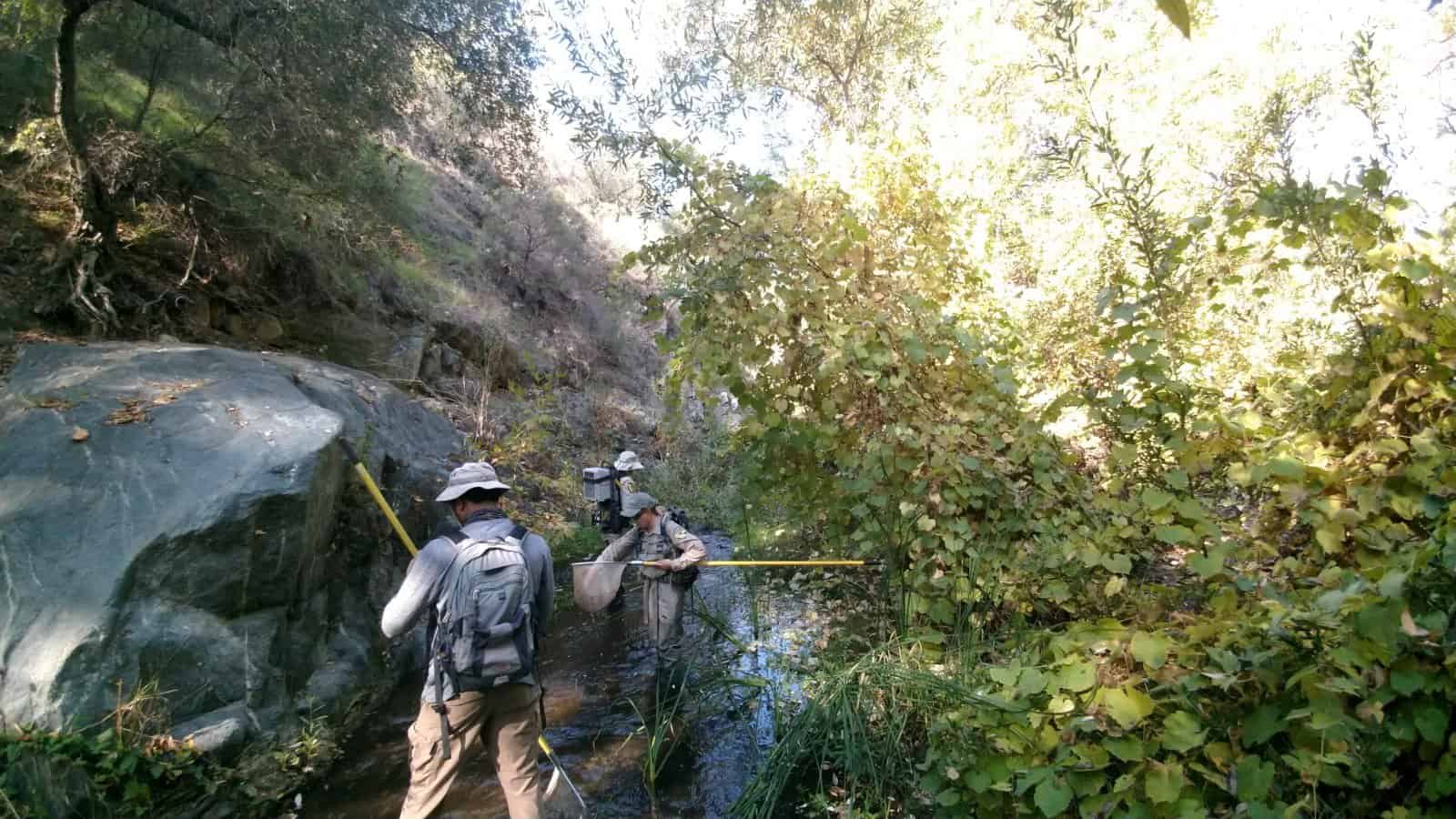 Scientists studying river habitat restoration in a lush, green environment.