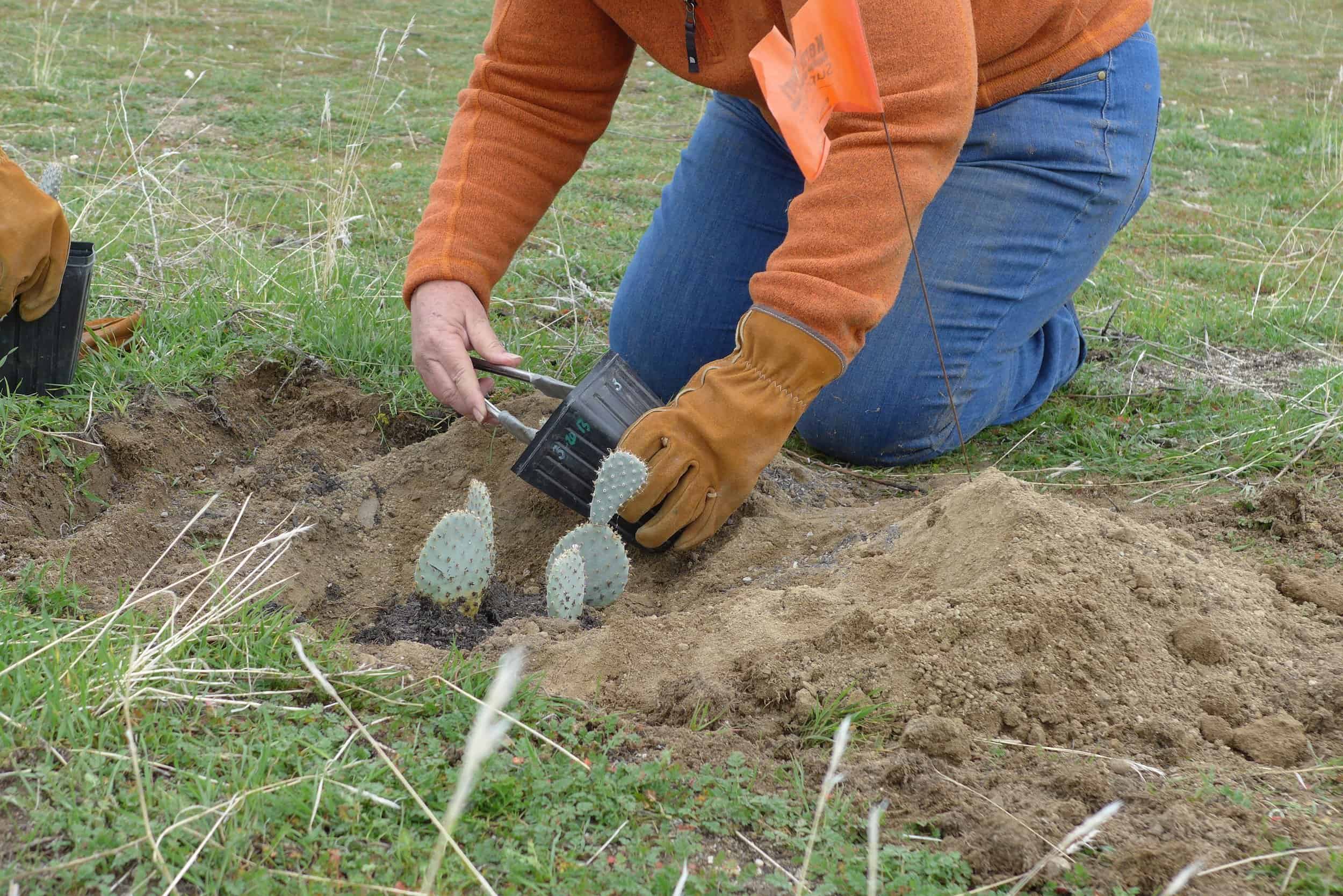Person planting cactus seedlings in soil at Wind Wolves Preserve.
