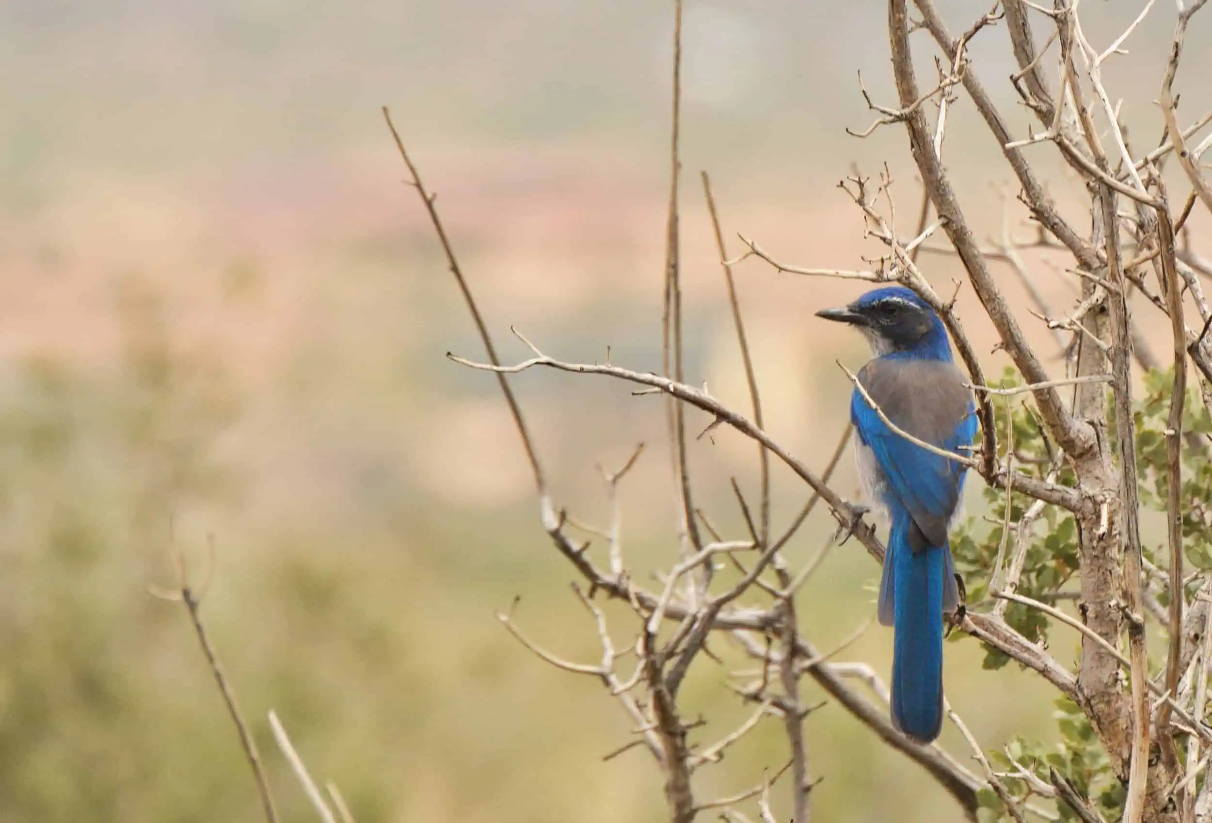 Following the Flyway: How Protected Lands Support Spring Migration