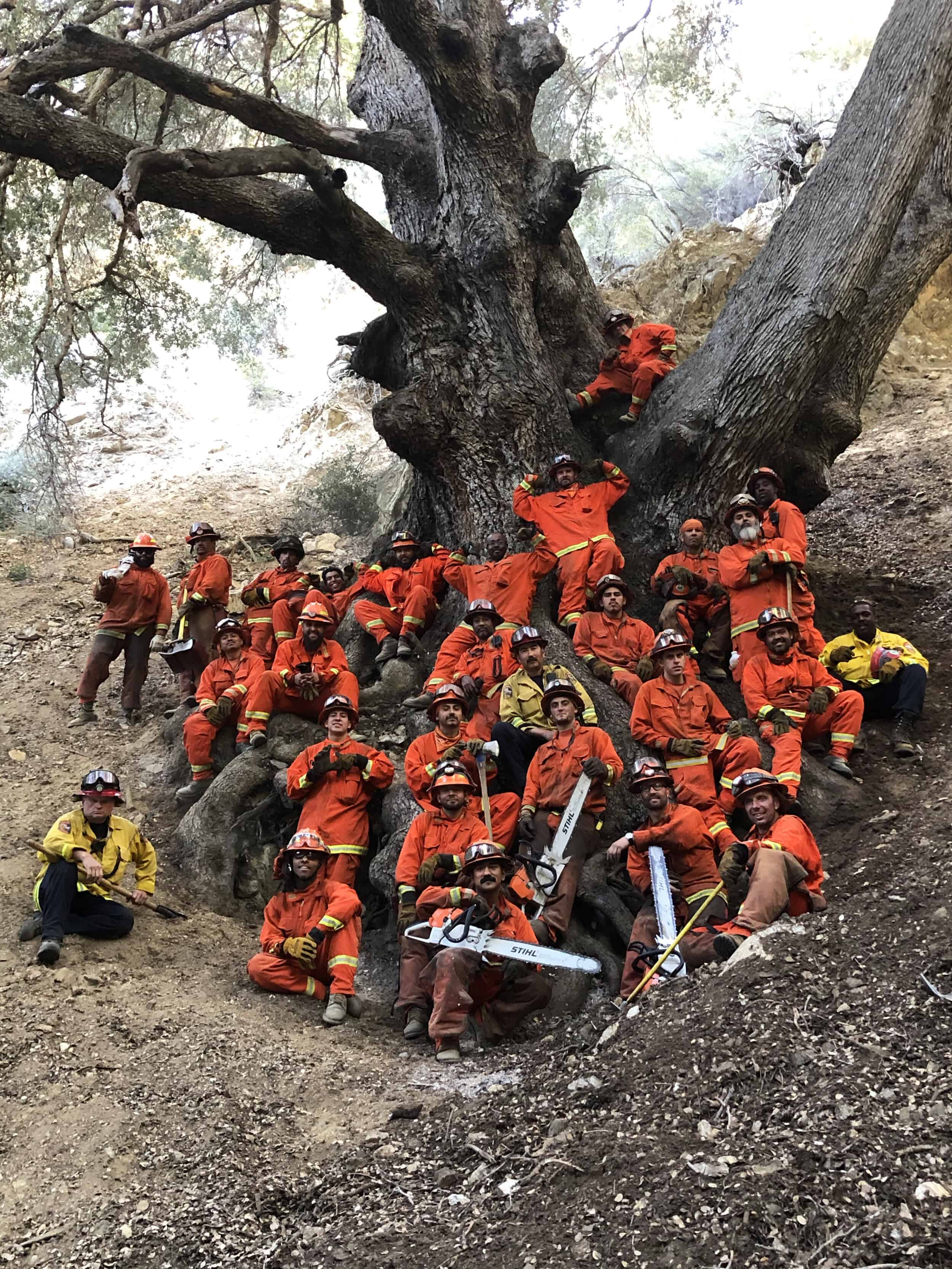 Group of volunteers in orange uniforms around a large ancient oak tree.