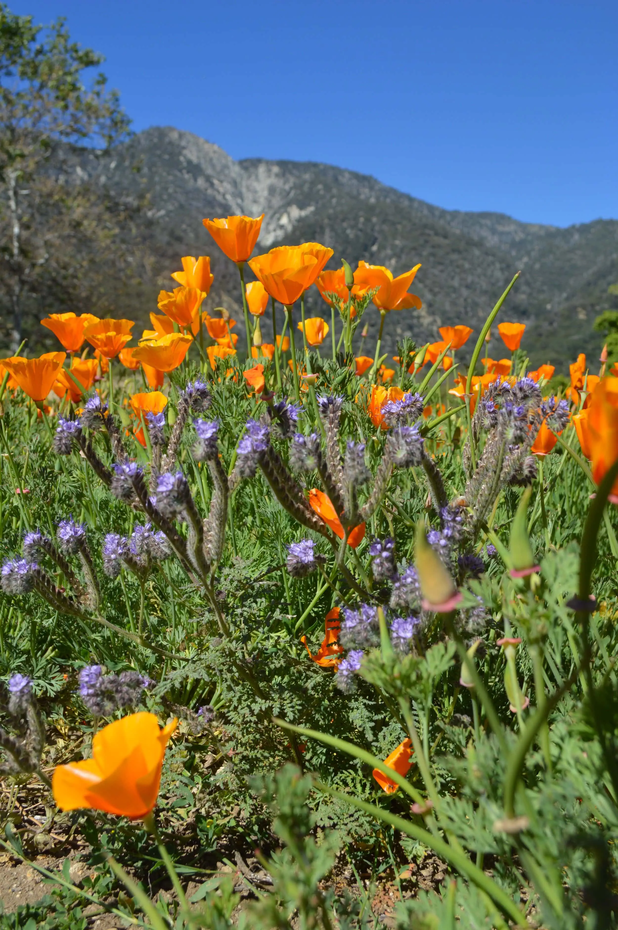 Colorful wildflowers including orange poppies and purple flowers with mountain backdrop.