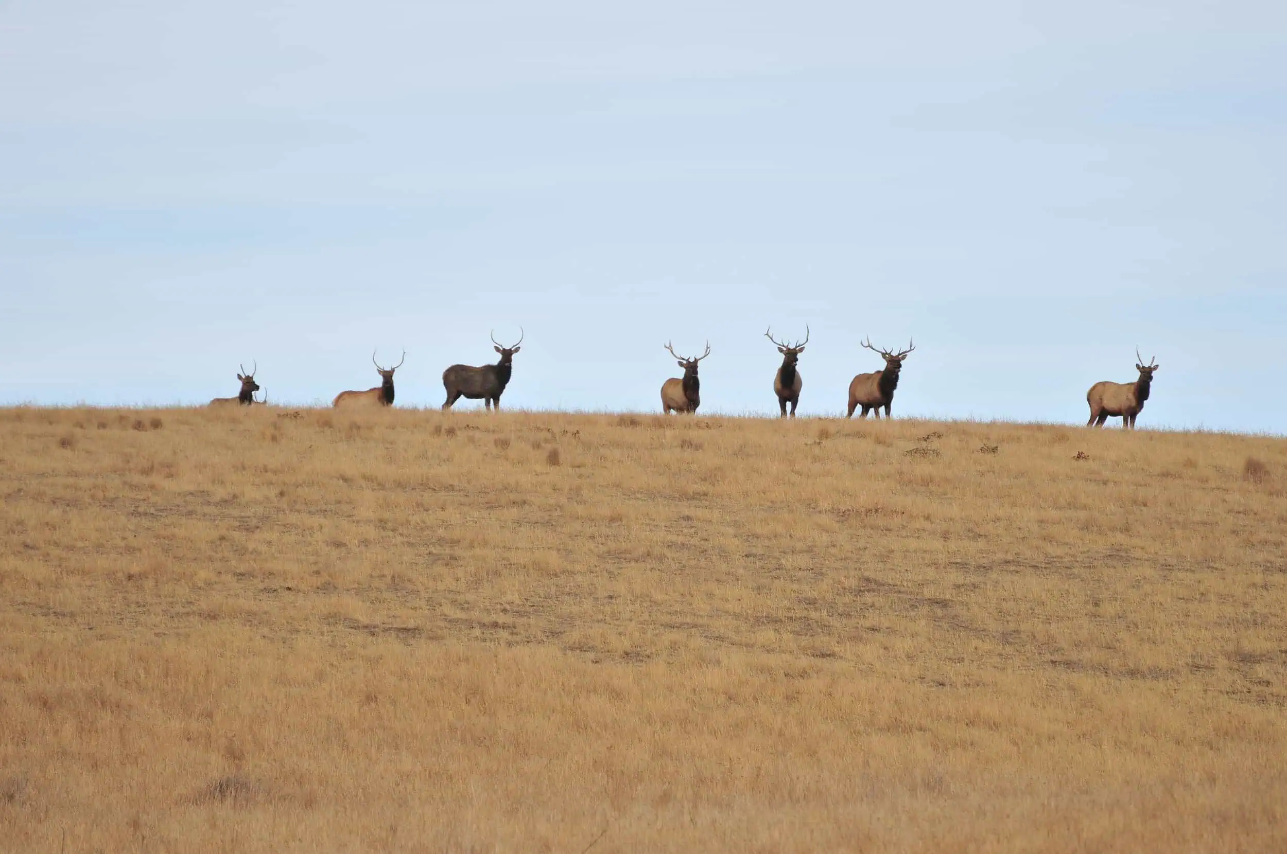 Tule Elk Thrive at Wind Wolves Preserve