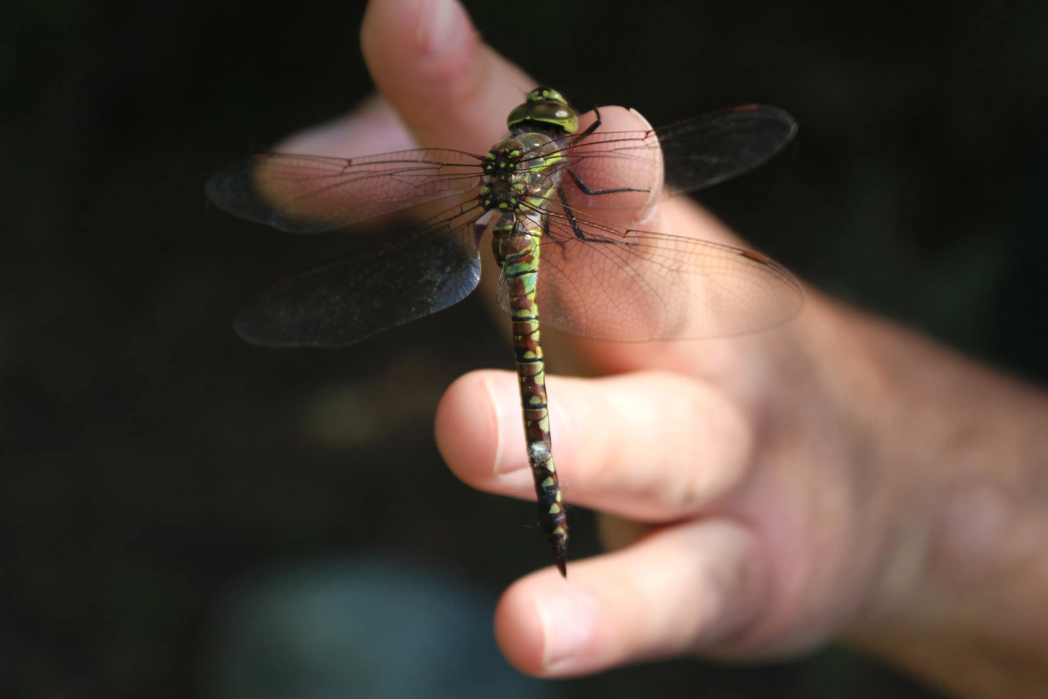 A dragonfly perched on a person's finger in a natural outdoor setting.