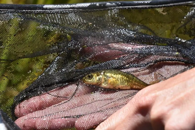 Person releasing a fish into a net in a natural setting.