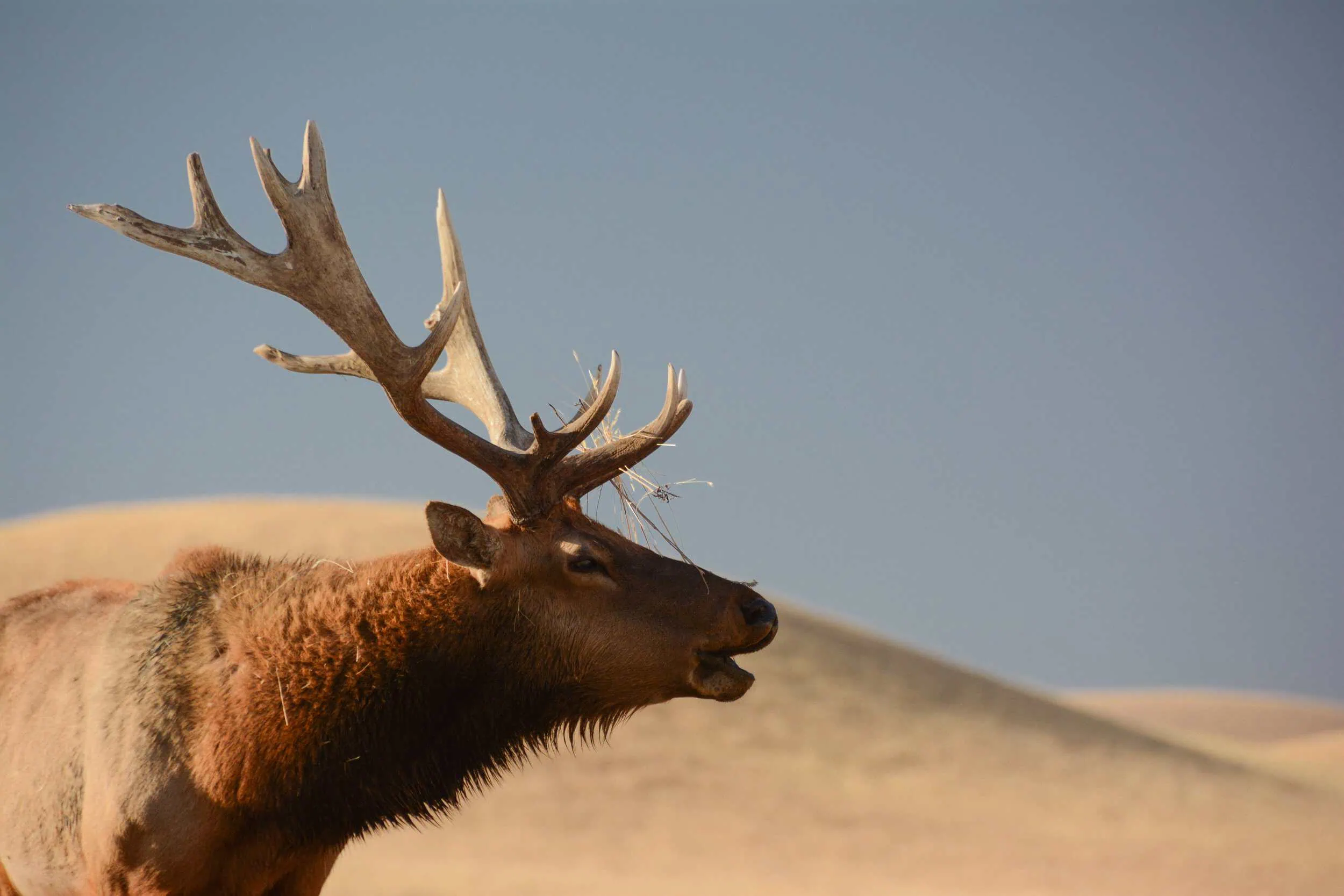 Majestic Tule Elk with large antlers in open grassland.
