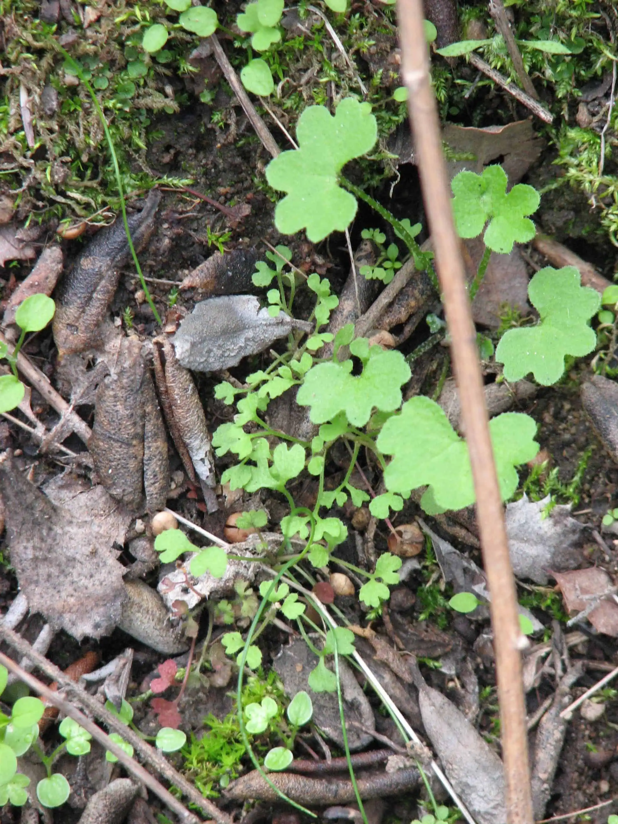 Close-up of small green plants and soil at Wildlands Conservancy.