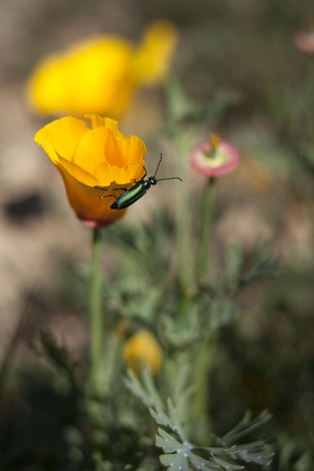 Close-up of a yellow poppy flower with a small green beetle on it.