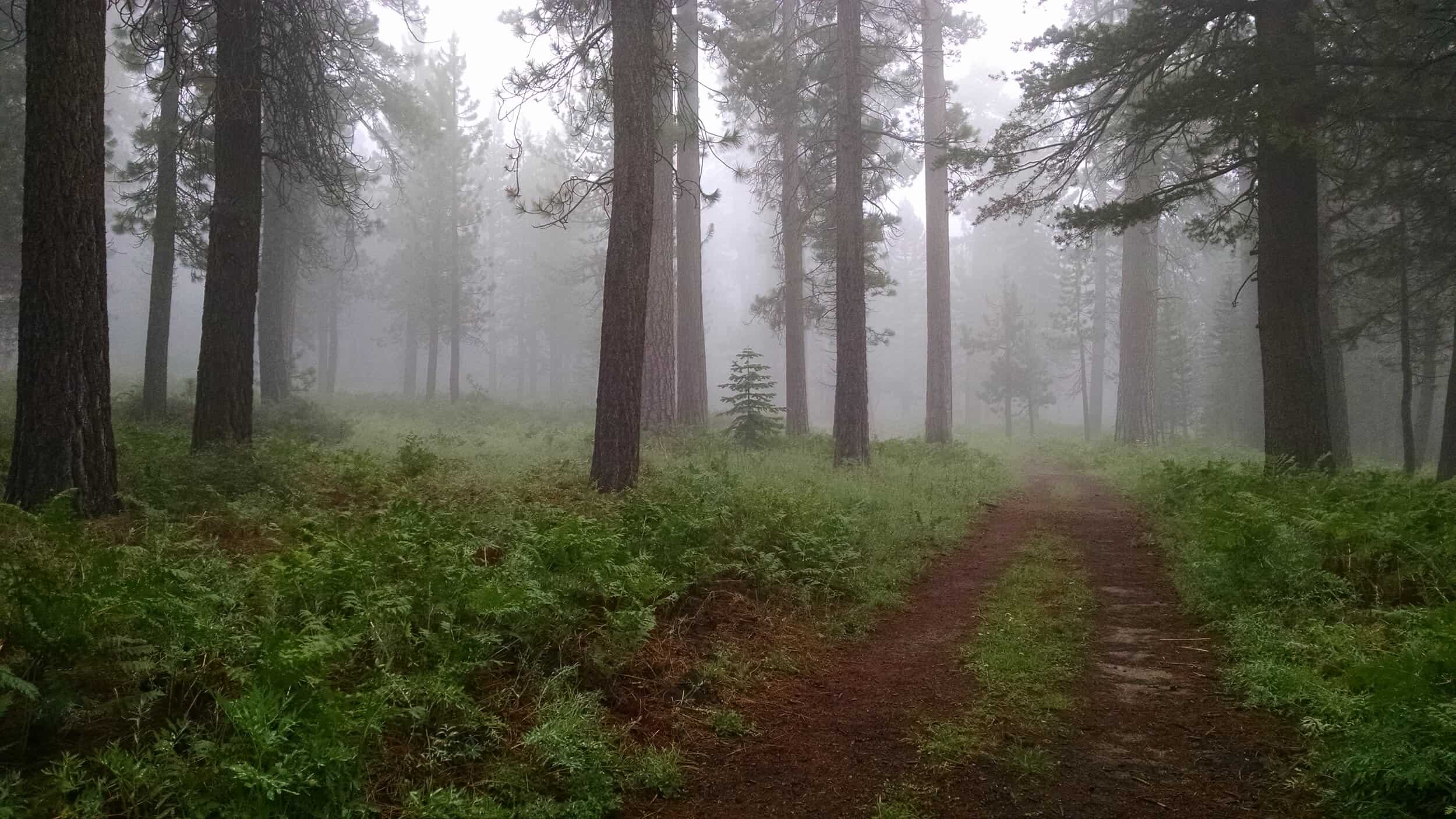 Serene forest trail with tall trees and morning fog in a protected natural area.