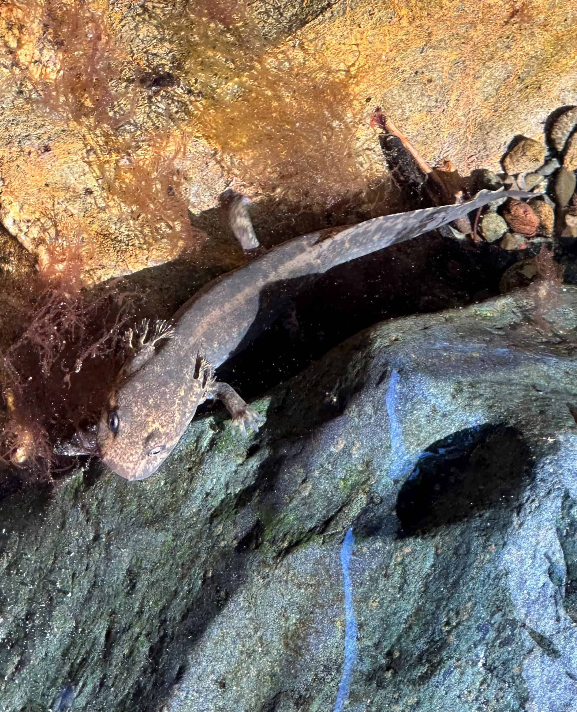 Lizard on rocks at Jenner Headlands Preserve for fish habitat restoration.