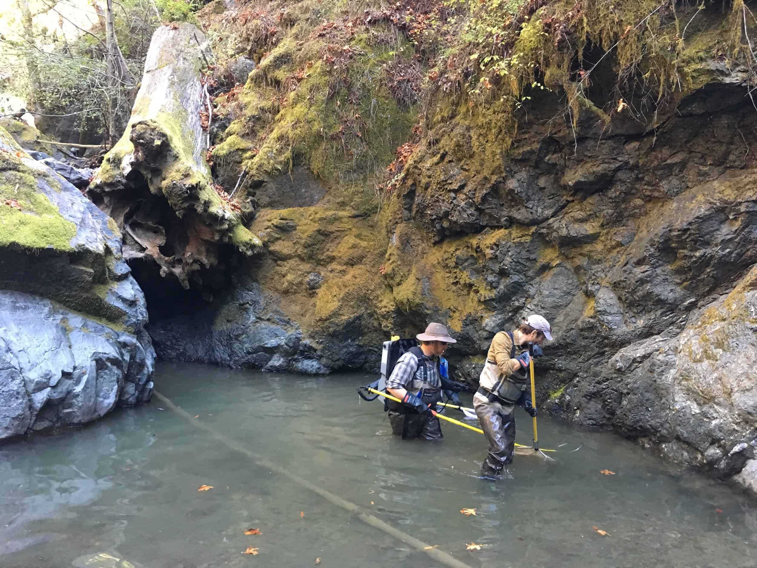 Two workers restoring fish habitat in a creek at Jenner Headlands Preserve.