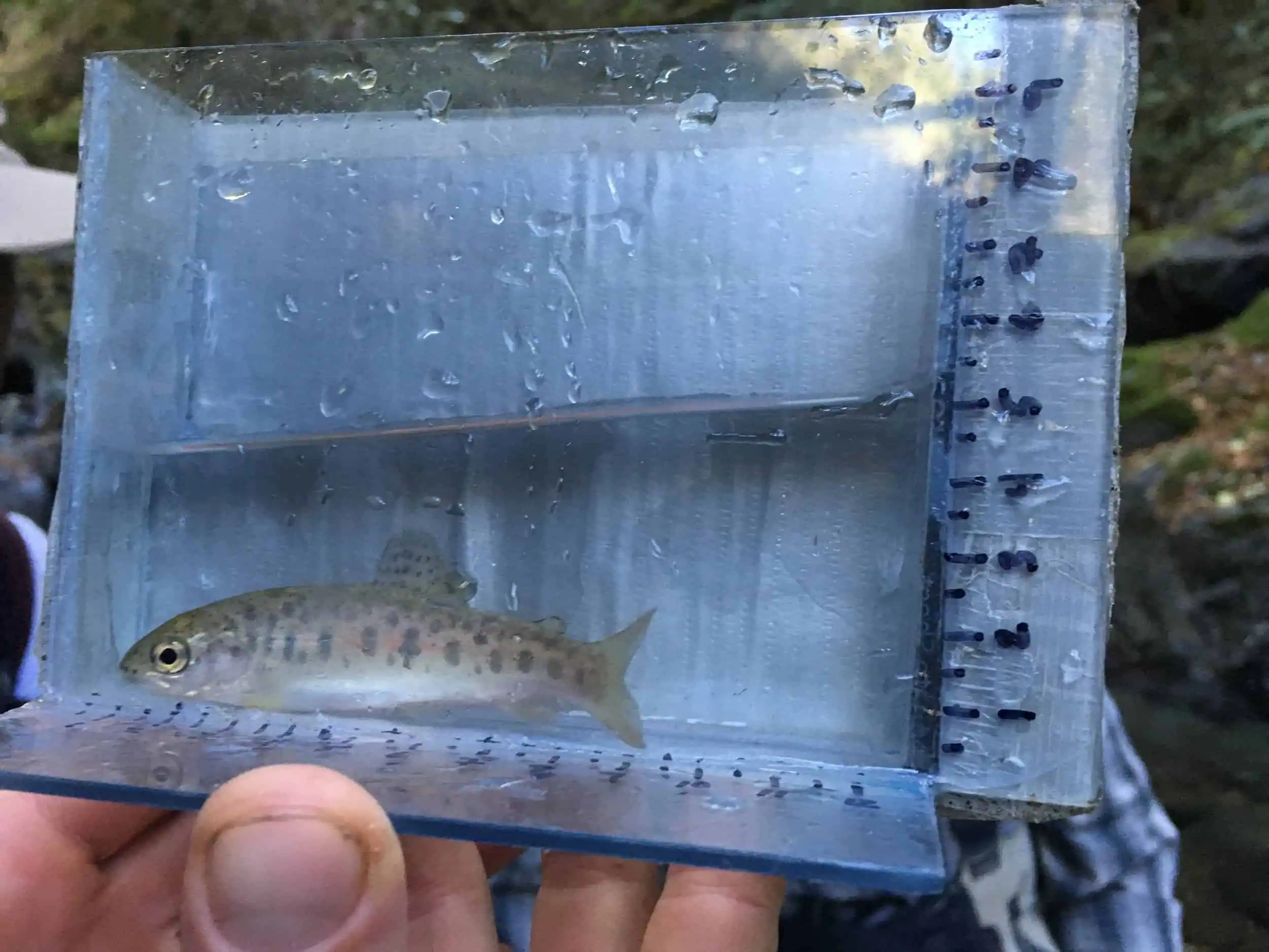 Fish in a clear water tank for habitat restoration study.