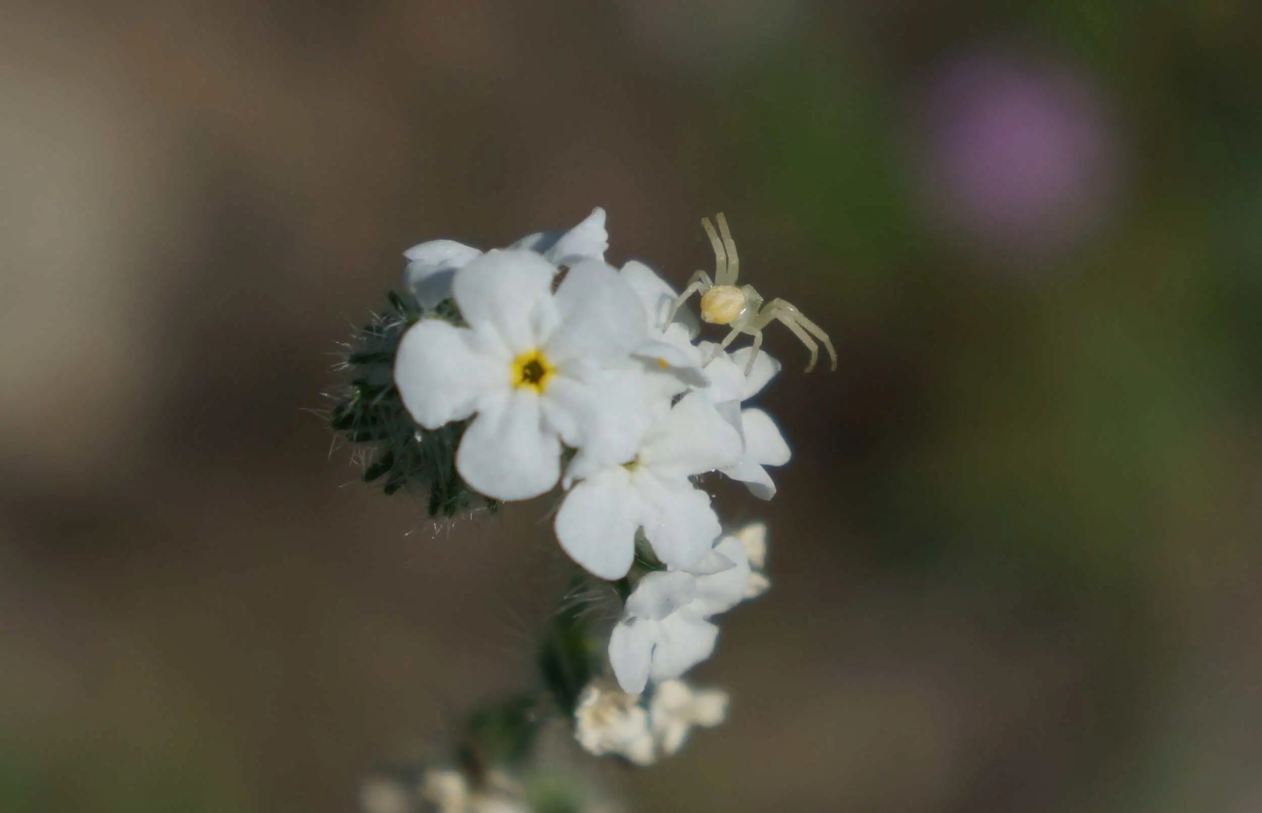 Close-up of a white desert wildflower with a tiny crab spider on it.