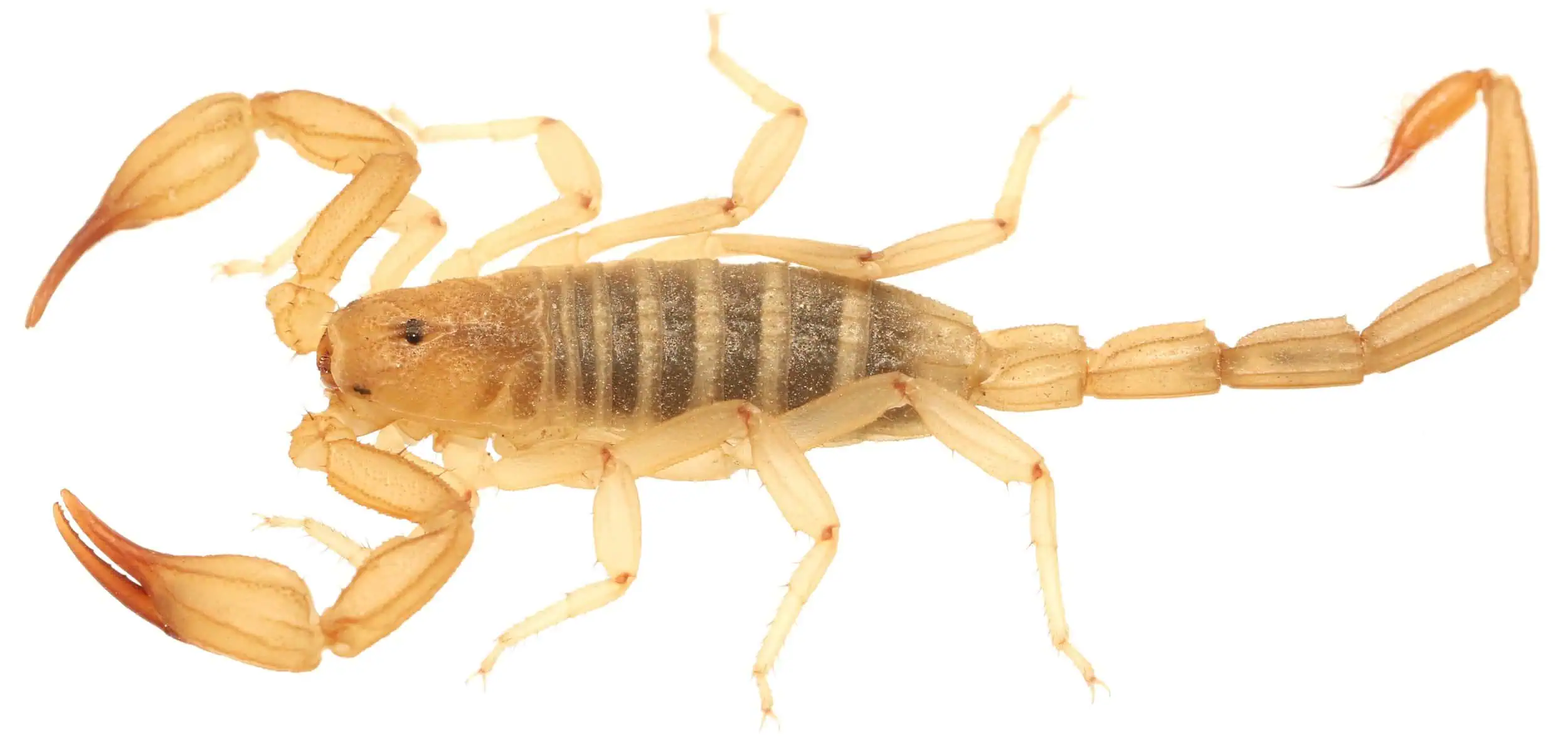 Scorpion on desert ground during wildlife survey at Wildlands Conservancy.
