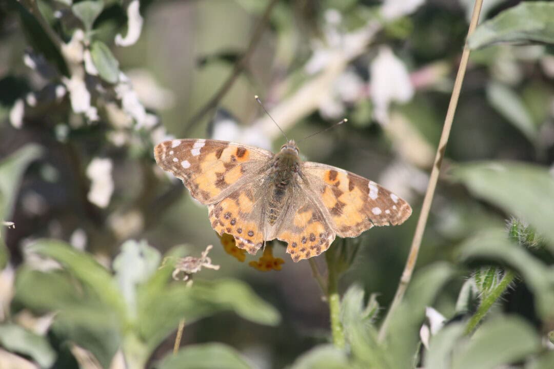 Orange and brown butterfly resting on green foliage in nature.