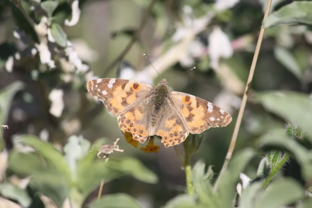 Orange and brown butterfly resting on green foliage in nature.