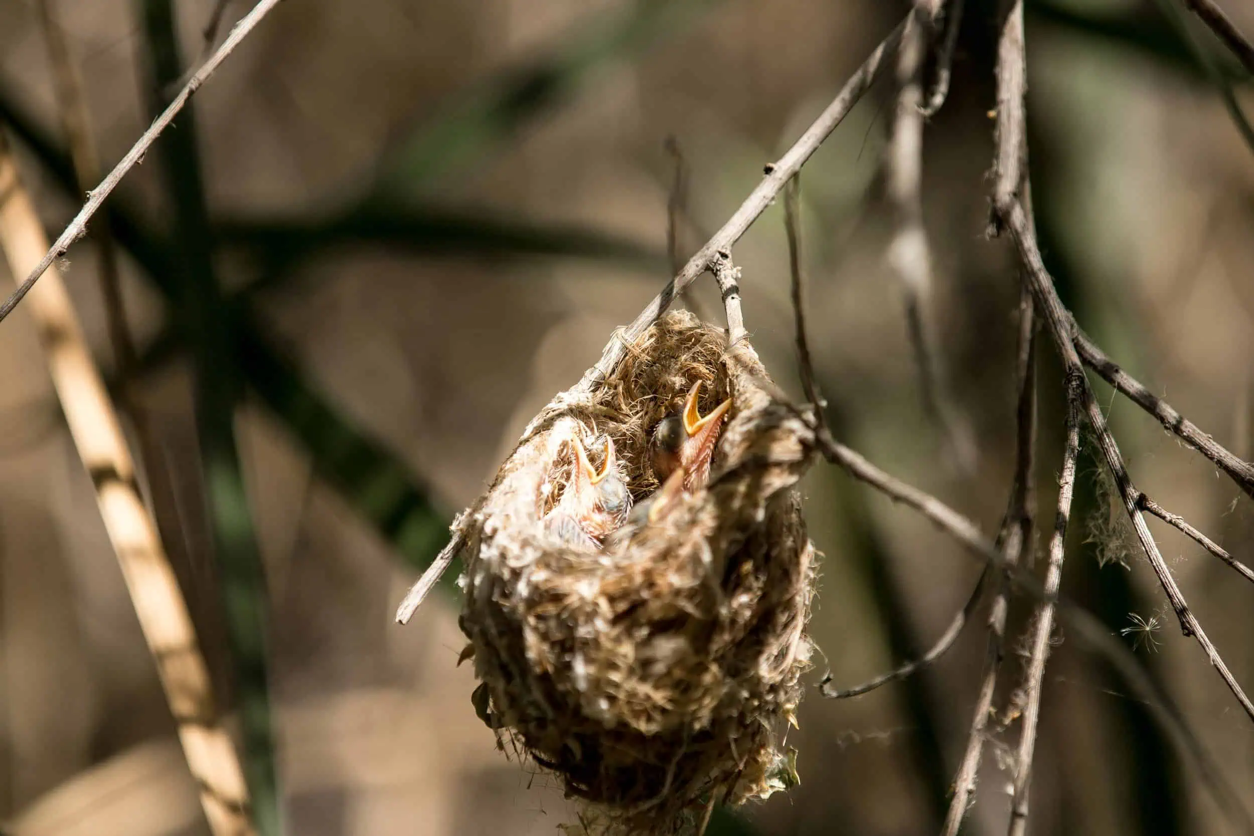 Following the Flyway: How Protected Lands Support Spring Migration