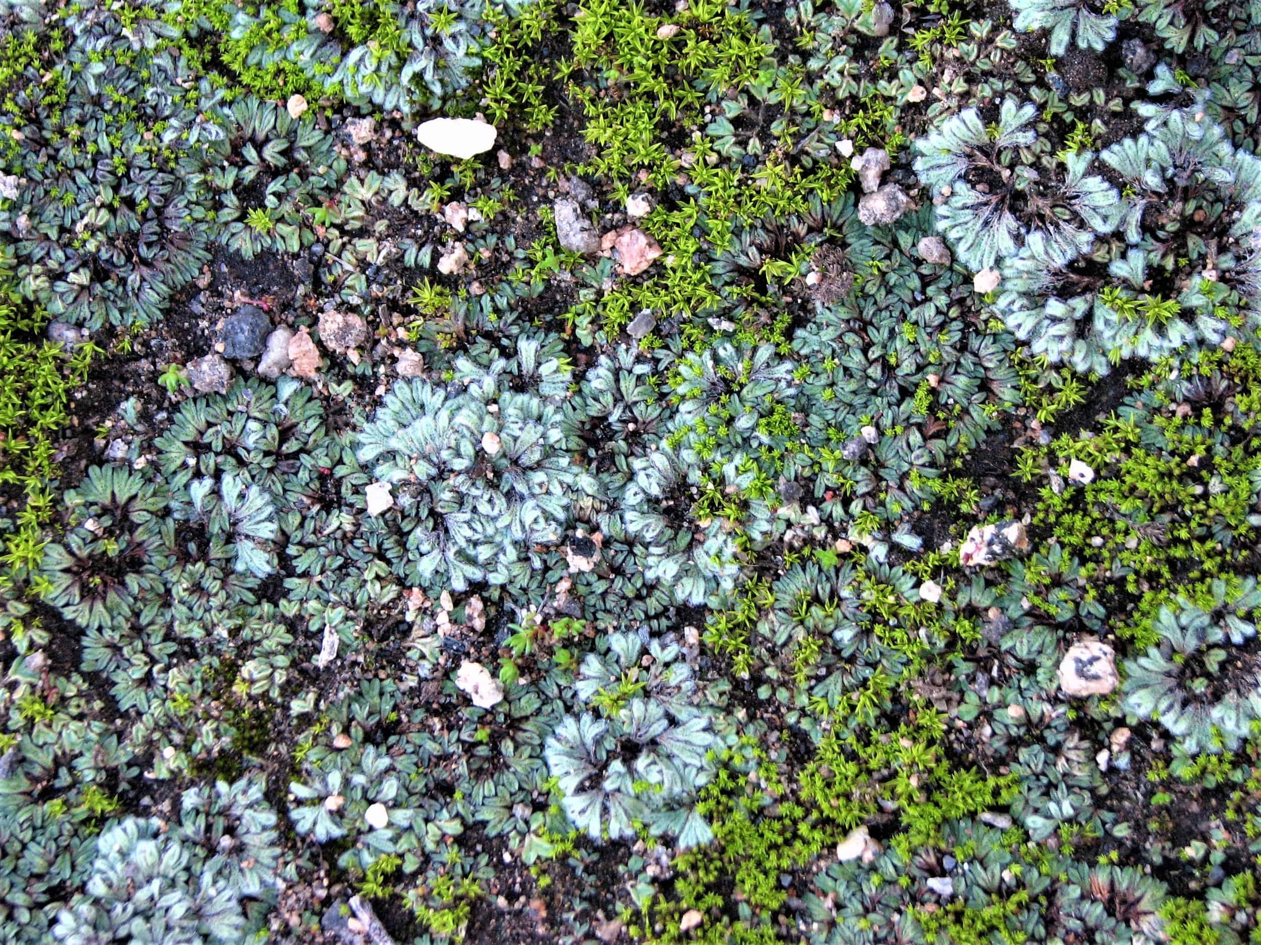 Close-up of lush green moss and small plants on forest floor.