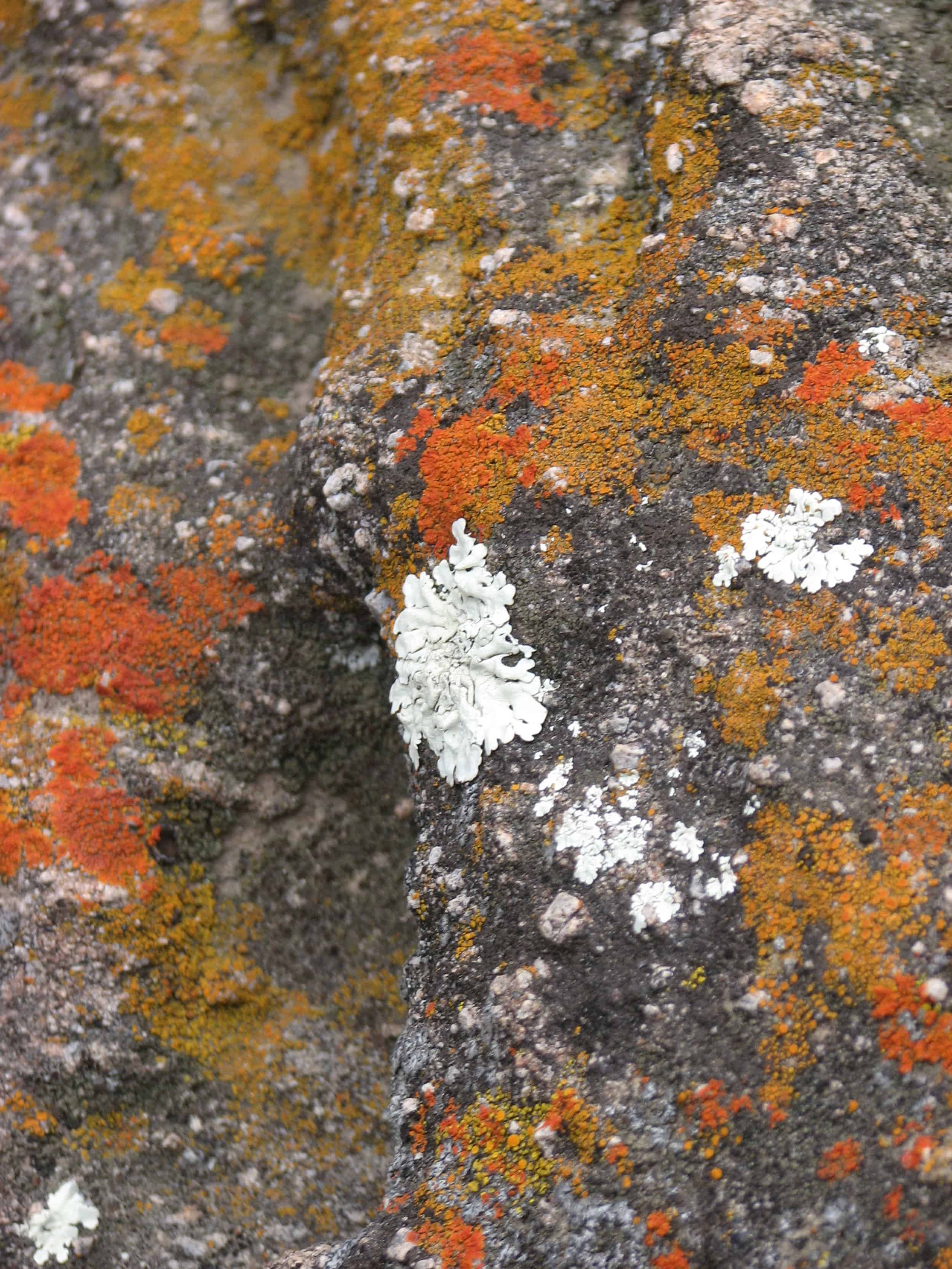 Close-up of lichen on rock in Fairyland with vibrant orange and white patches.