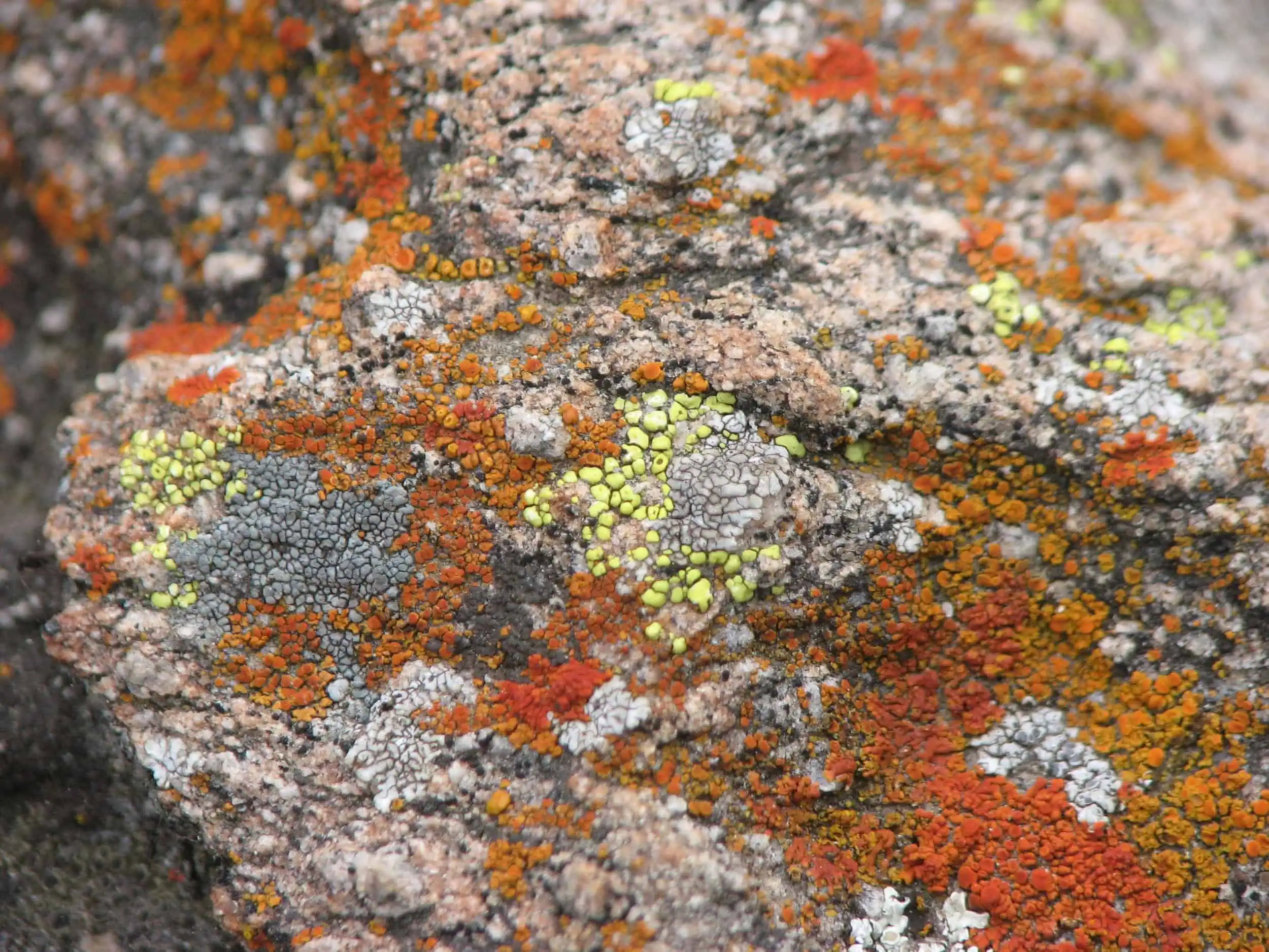 Close-up of colorful lichen growing on a rock surface.