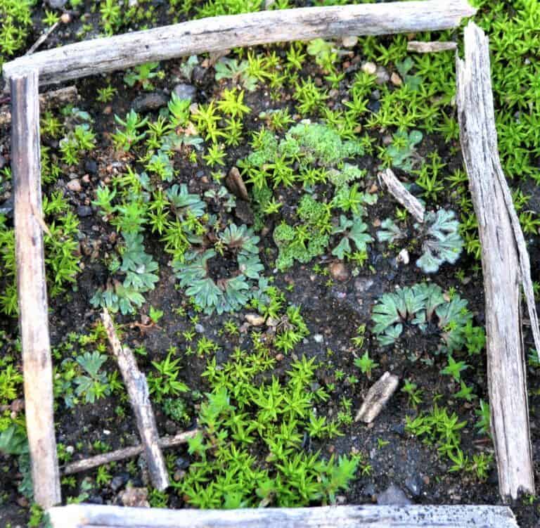 Miniature Garden in Wooden Frame