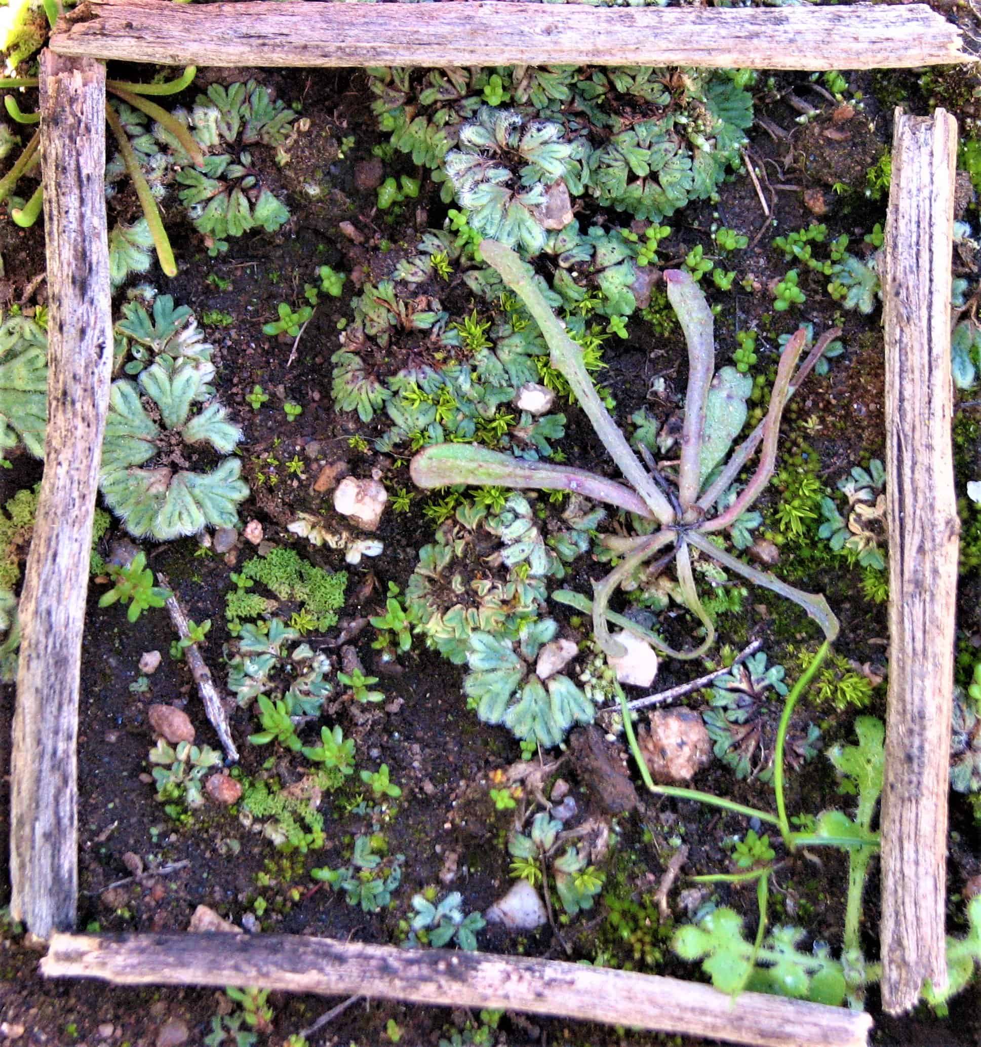 Close-up of a garden bed with succulents and small plants in a wooden frame.