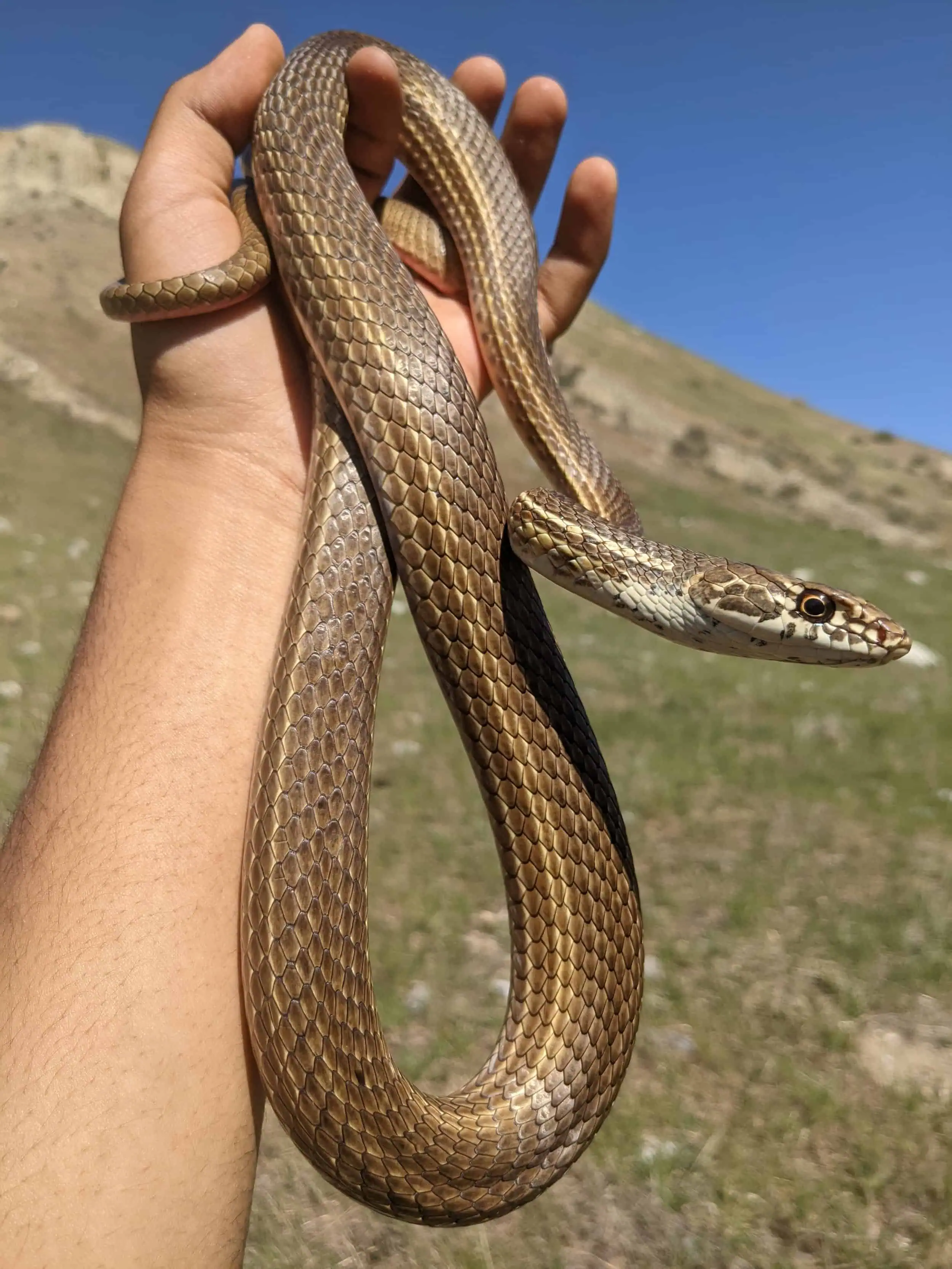 Person holding a snake during a survey in a grassy field.