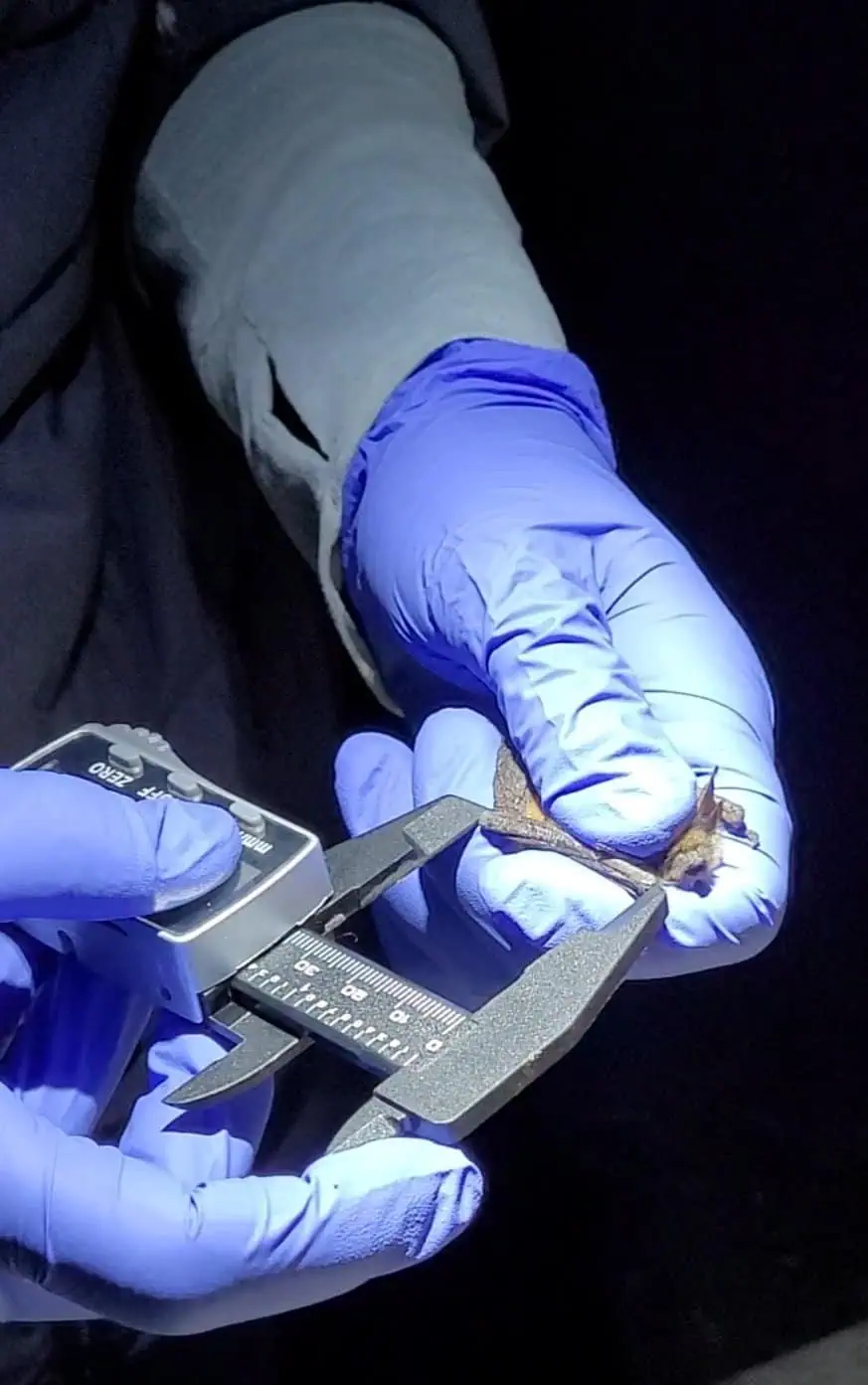 Researcher measuring a bat with a caliper at Wind Wolves Preserve.