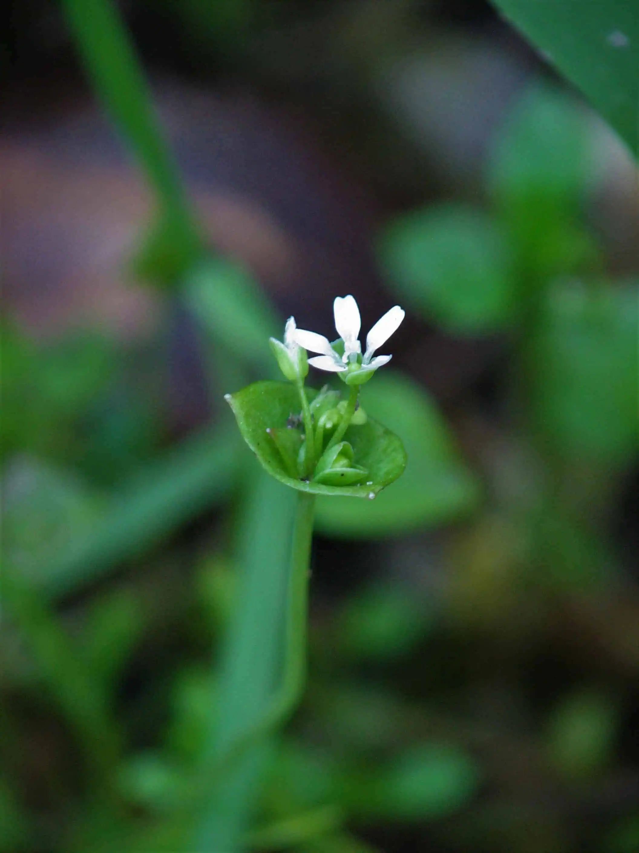 Close-up of a small white flower with green leaves in a natural setting.
