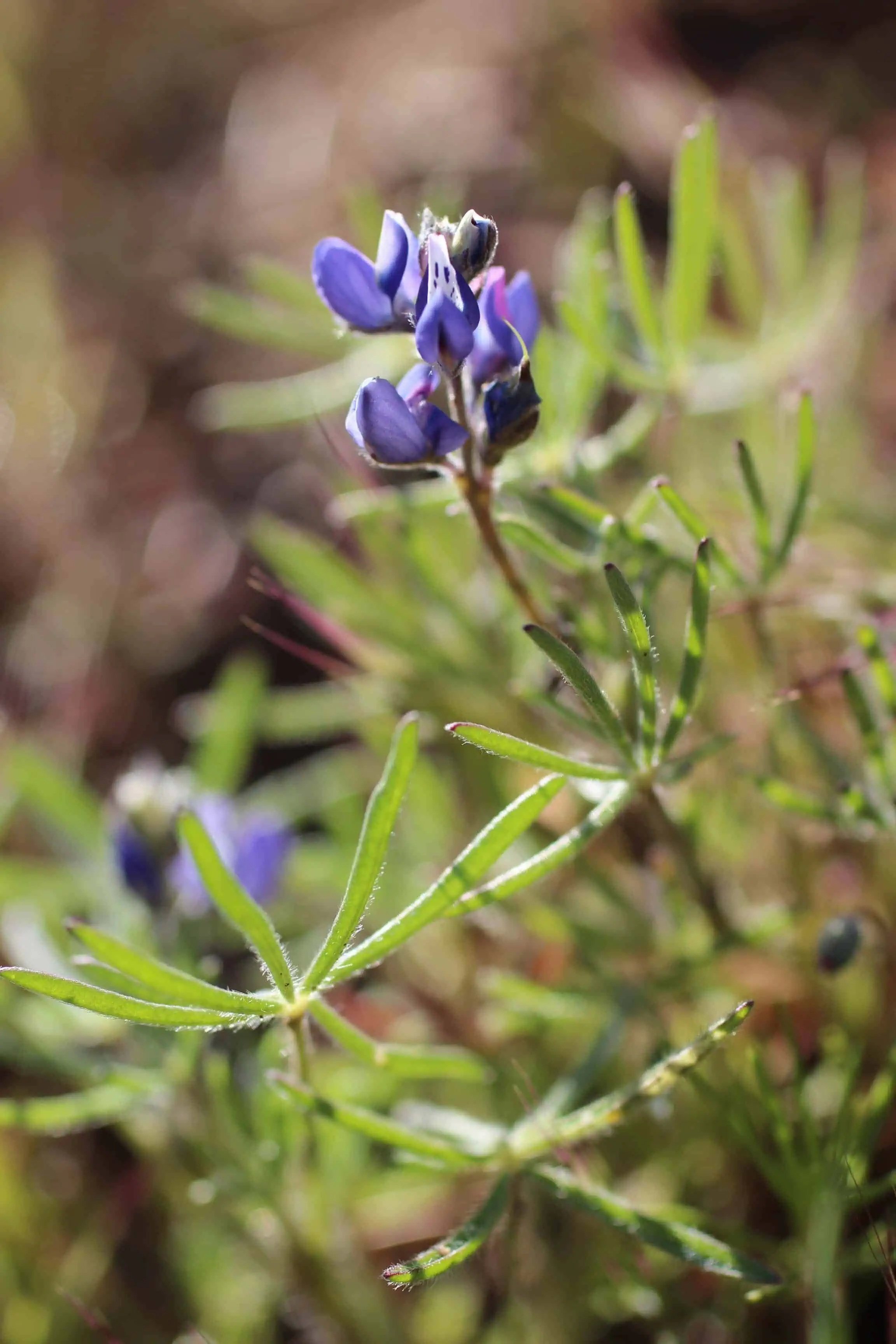 Blue wildflower with green foliage, native to natural landscapes.