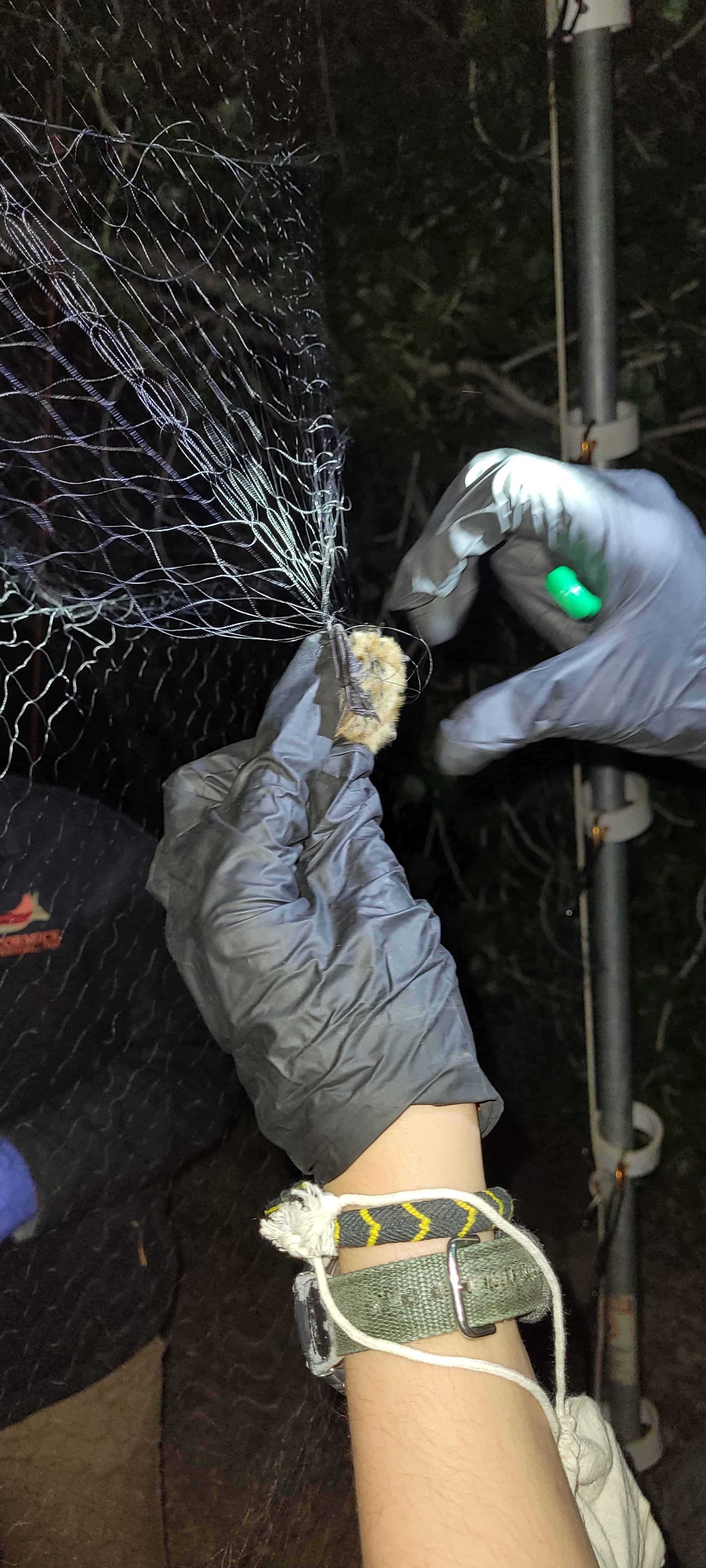 Bat Research at Wind Wolves Preserve