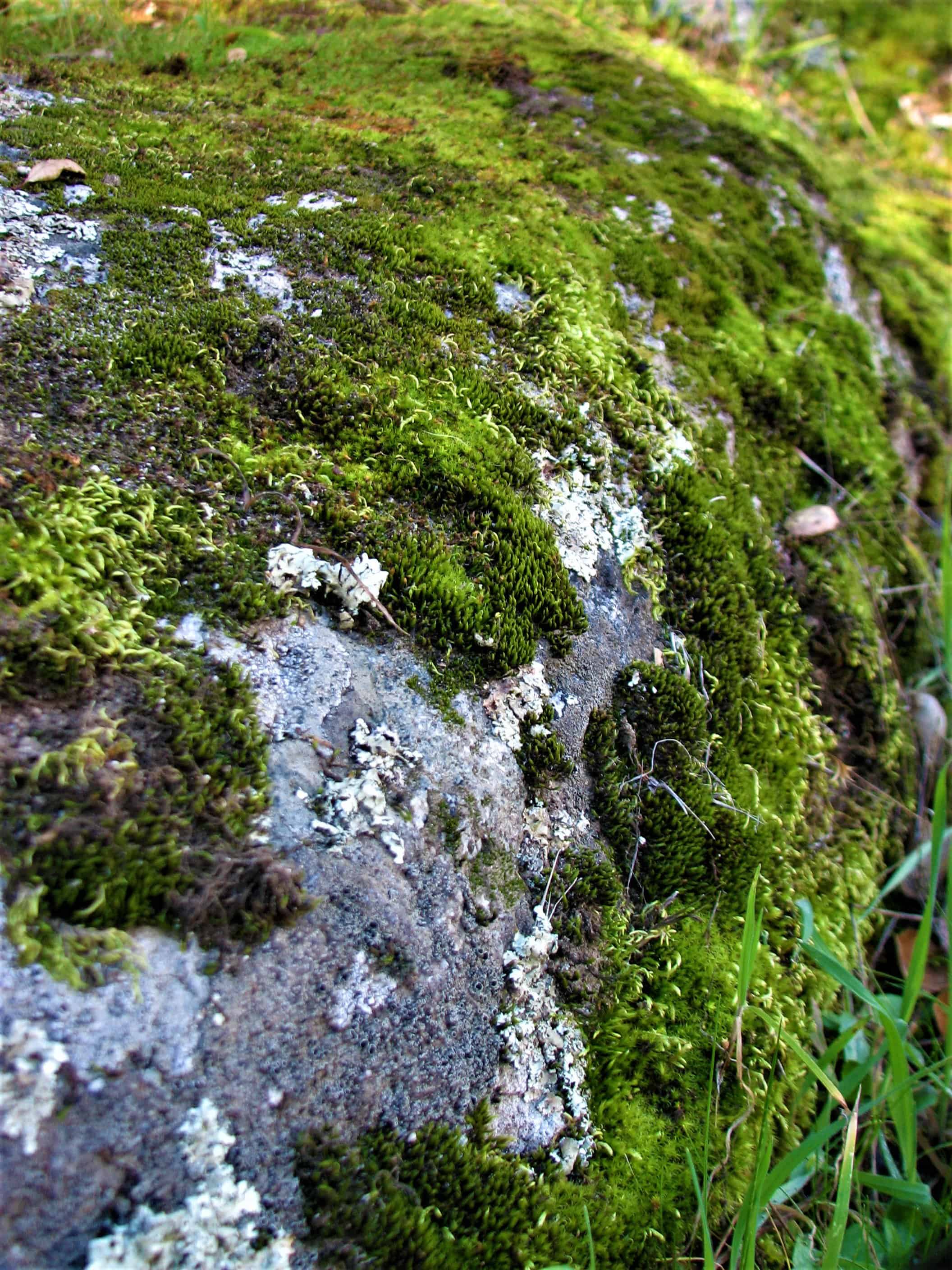 Close-up of moss growing on a rock in a natural setting.