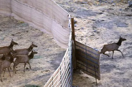 Wildlands Conservancy Tule Elk Fencing