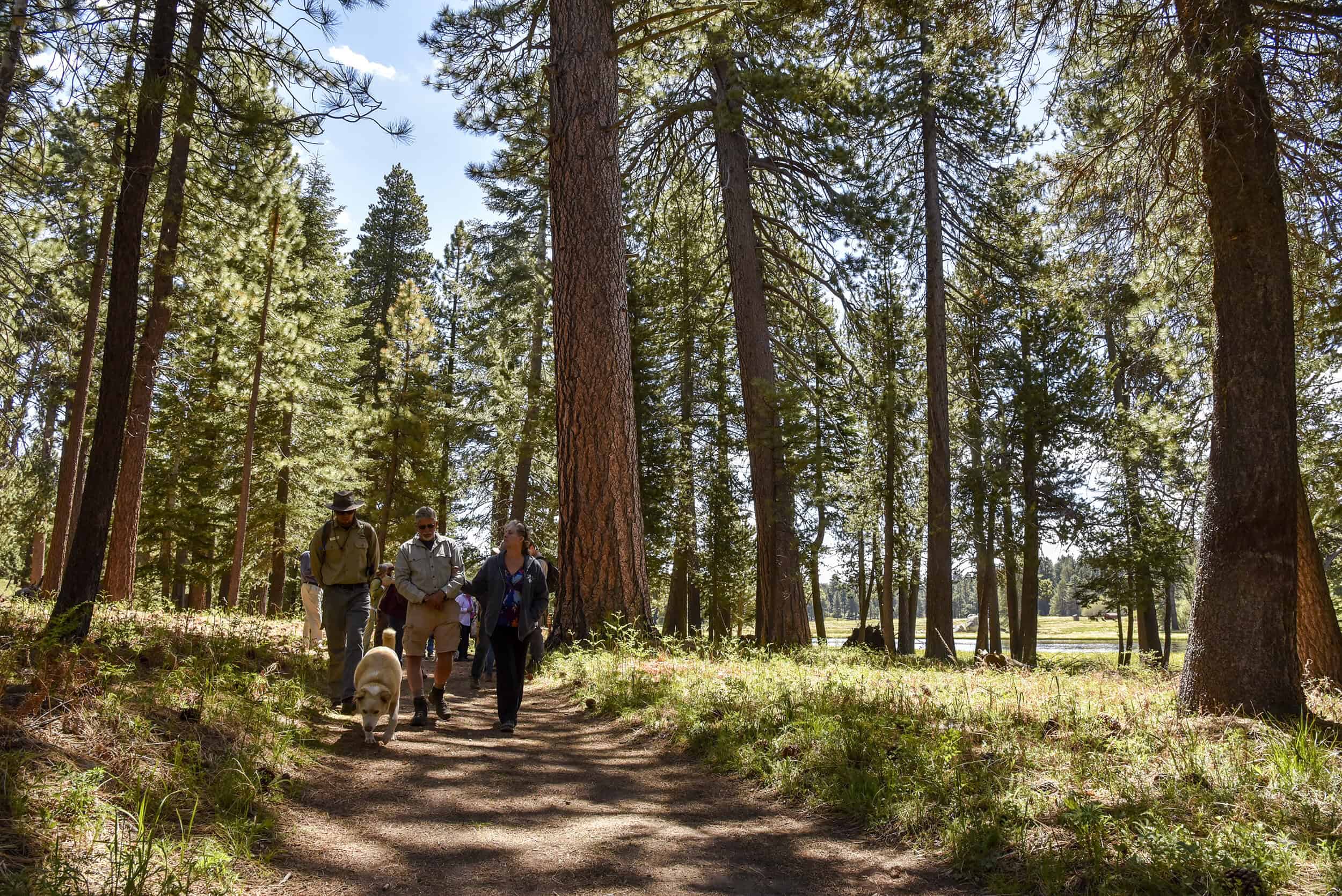 Group of hikers walking on a forest trail with tall trees and sunlight filtering through.