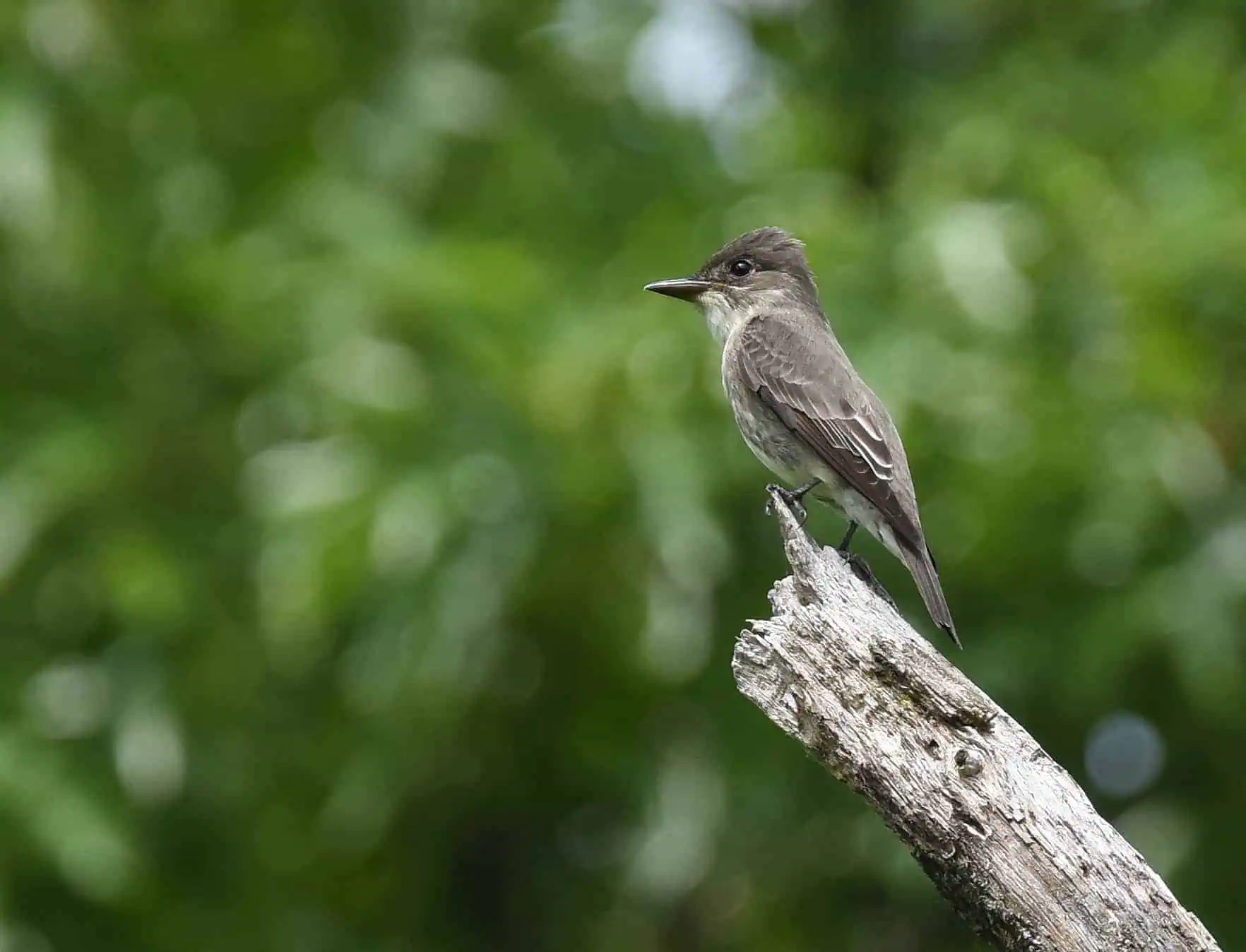 Following the Flyway: How Protected Lands Support Spring Migration