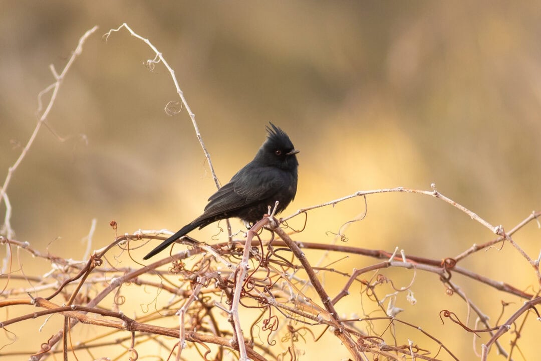 Black bird perched on dry branches in natural habitat.